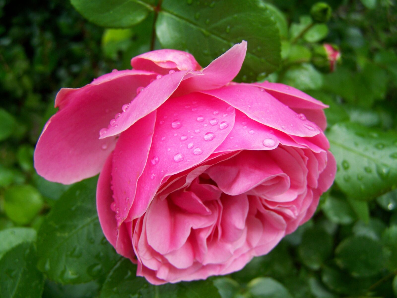 Kodak EASYSHARE ZD710 ZOOM DIGITAL CAMERA sample photo. Pink rose, rose es photography