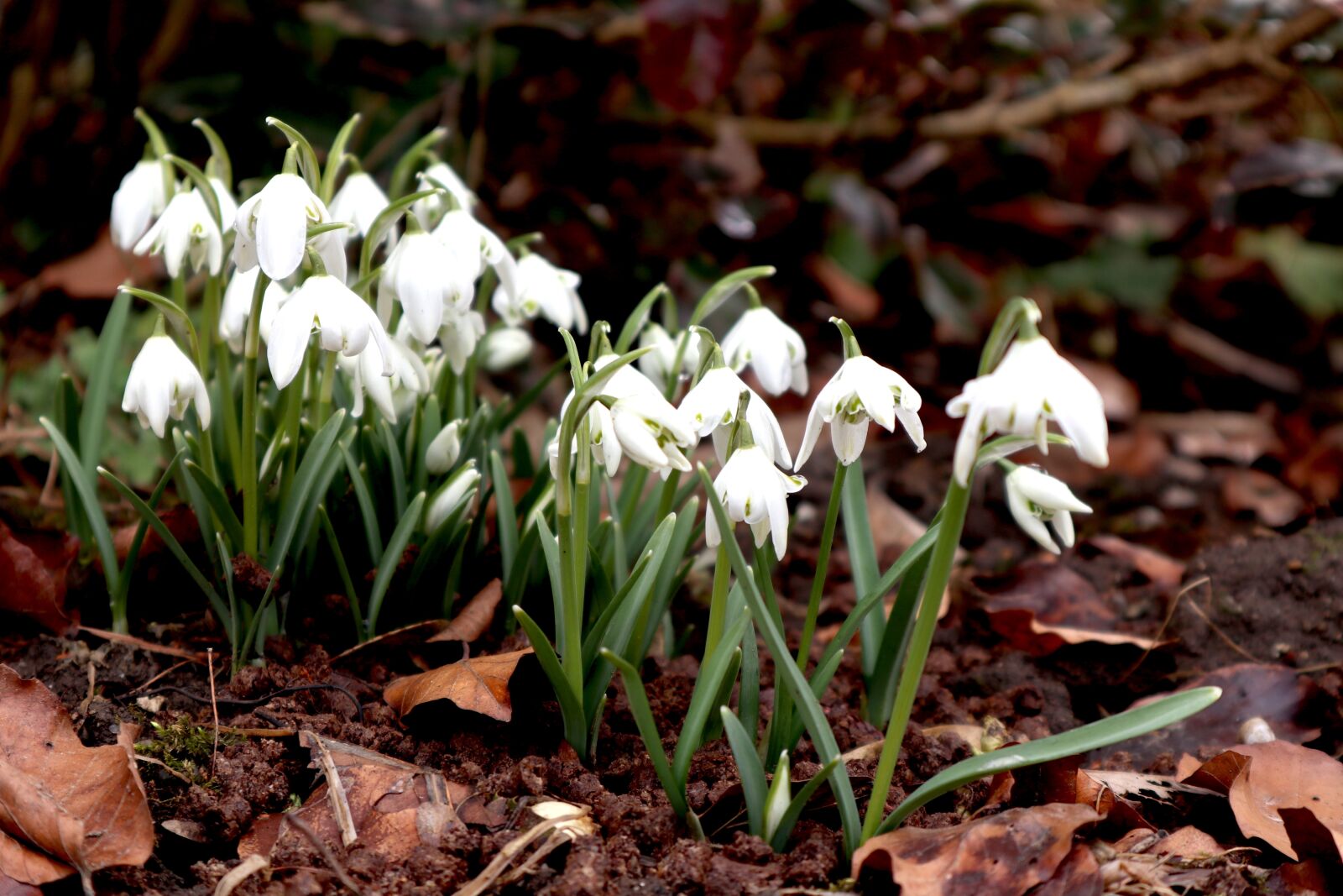 Canon EOS M100 sample photo. Snowdrop, spring, flower photography