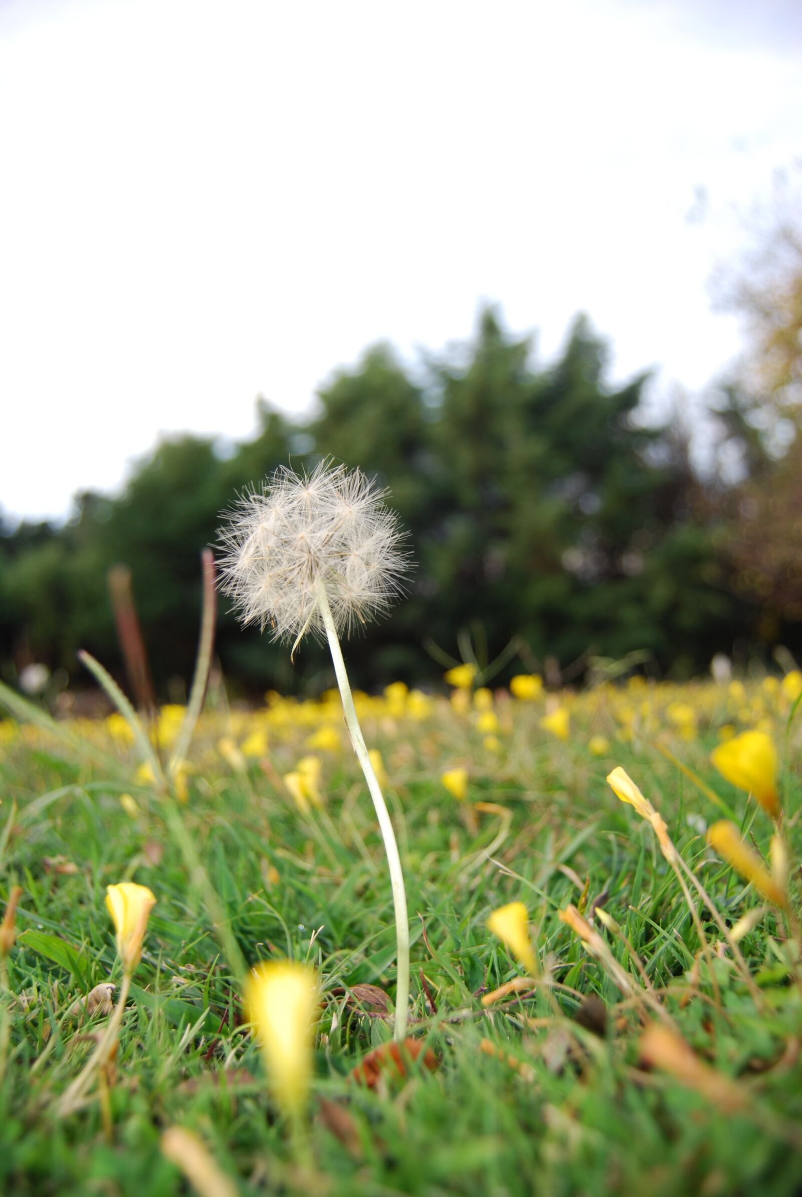 Nikon D40X sample photo. Naturaleza, dandelion, nature photography