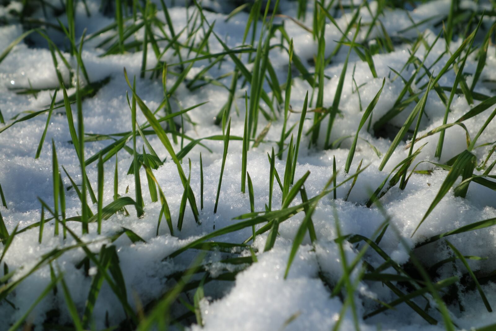 Sony Cyber-shot DSC-RX100 sample photo. Snow, grass, winter photography
