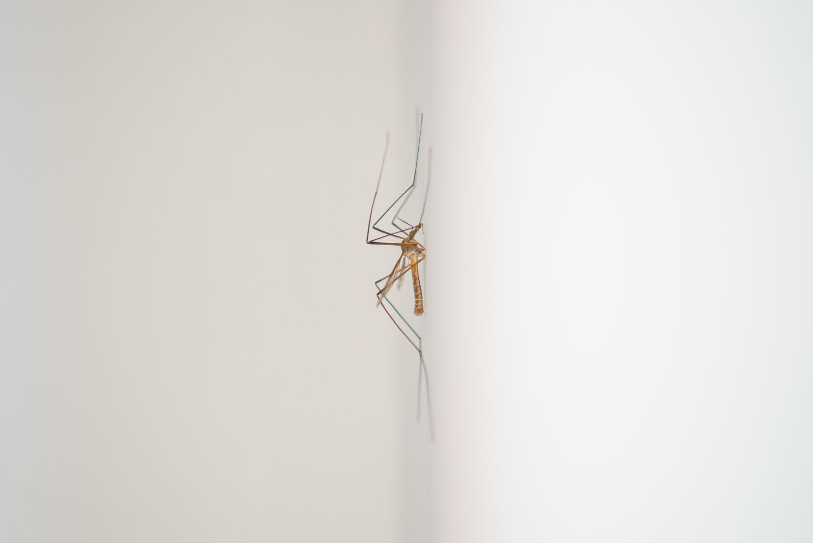 Nikon D600 sample photo. Mosquito, midge, animal photography