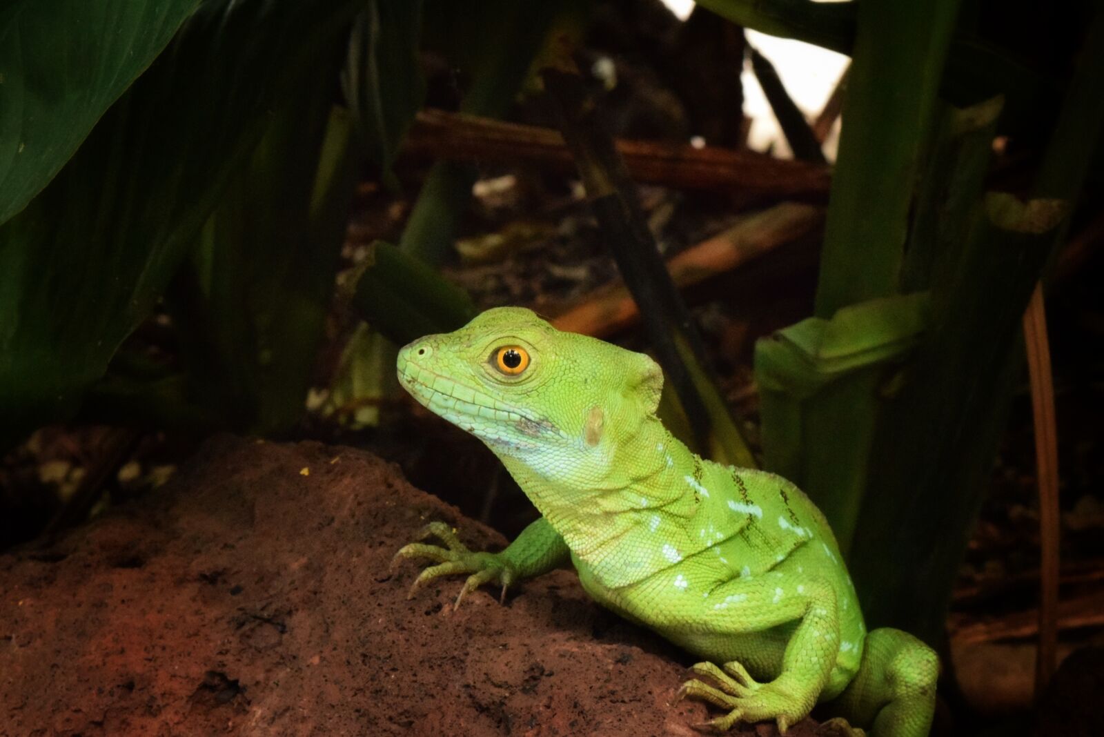 Nikon D3300 sample photo. Reptile, wildlife, lizard photography