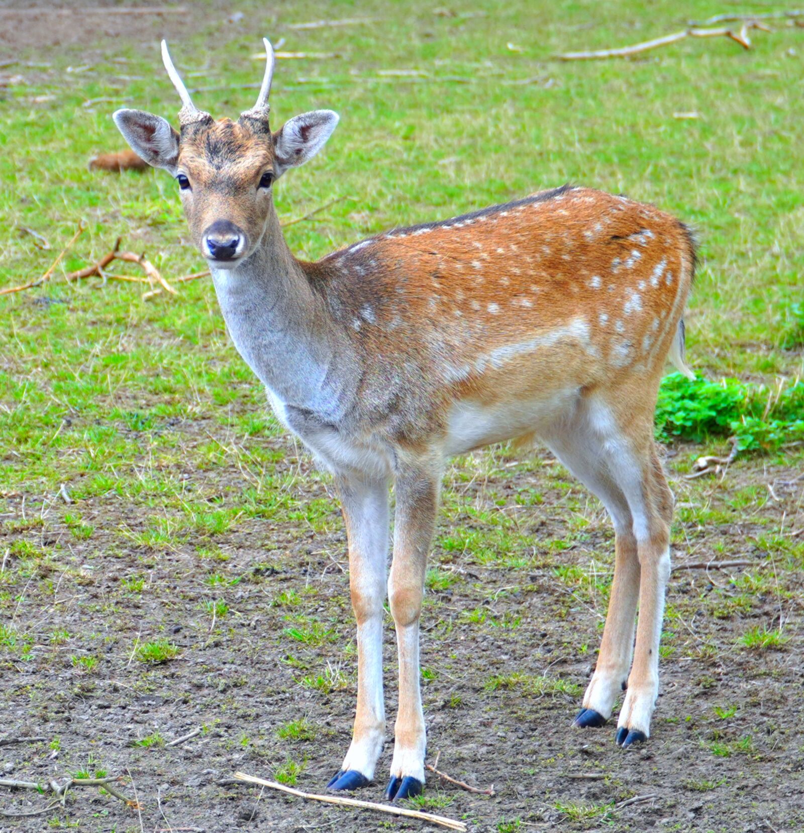 Sony a6400 sample photo. Roe deer, deer, antlers photography