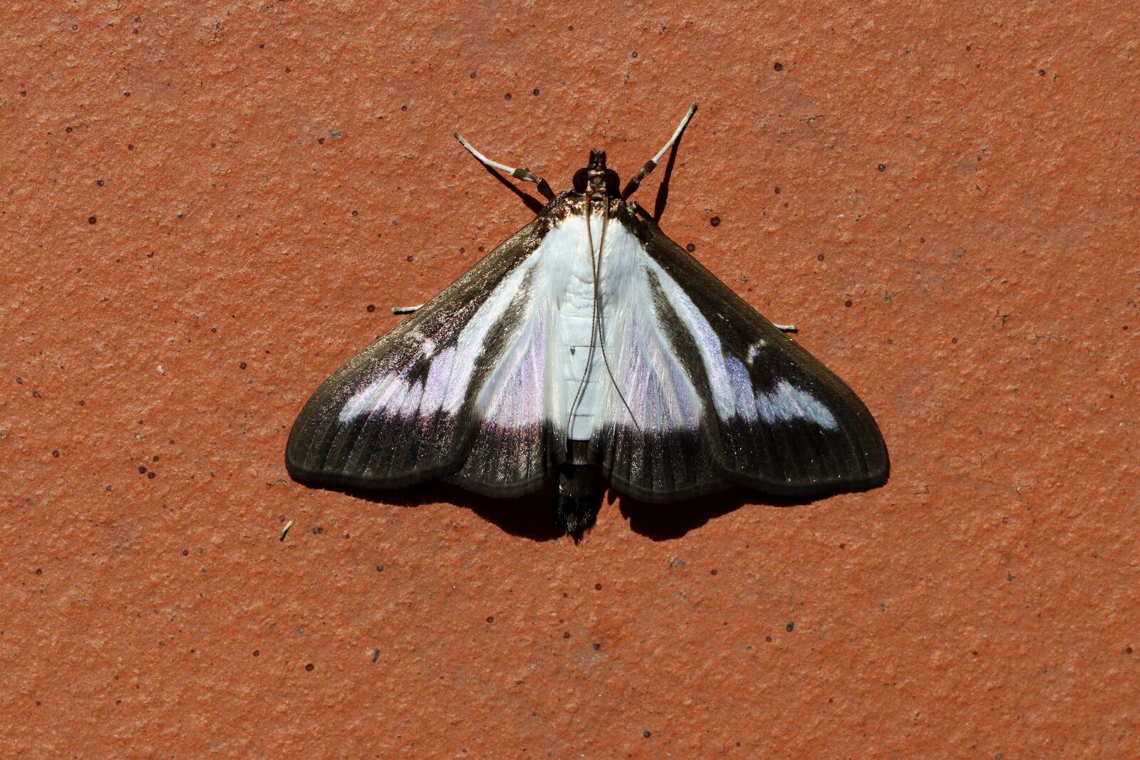 Canon EOS 80D sample photo. Butterfly, boxwood borer, book photography