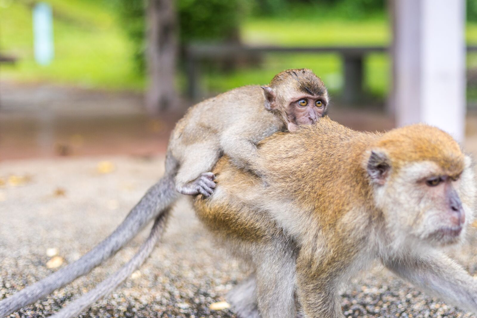 Canon EOS 5D Mark IV sample photo. Macaque monkeys, ape, thailand photography