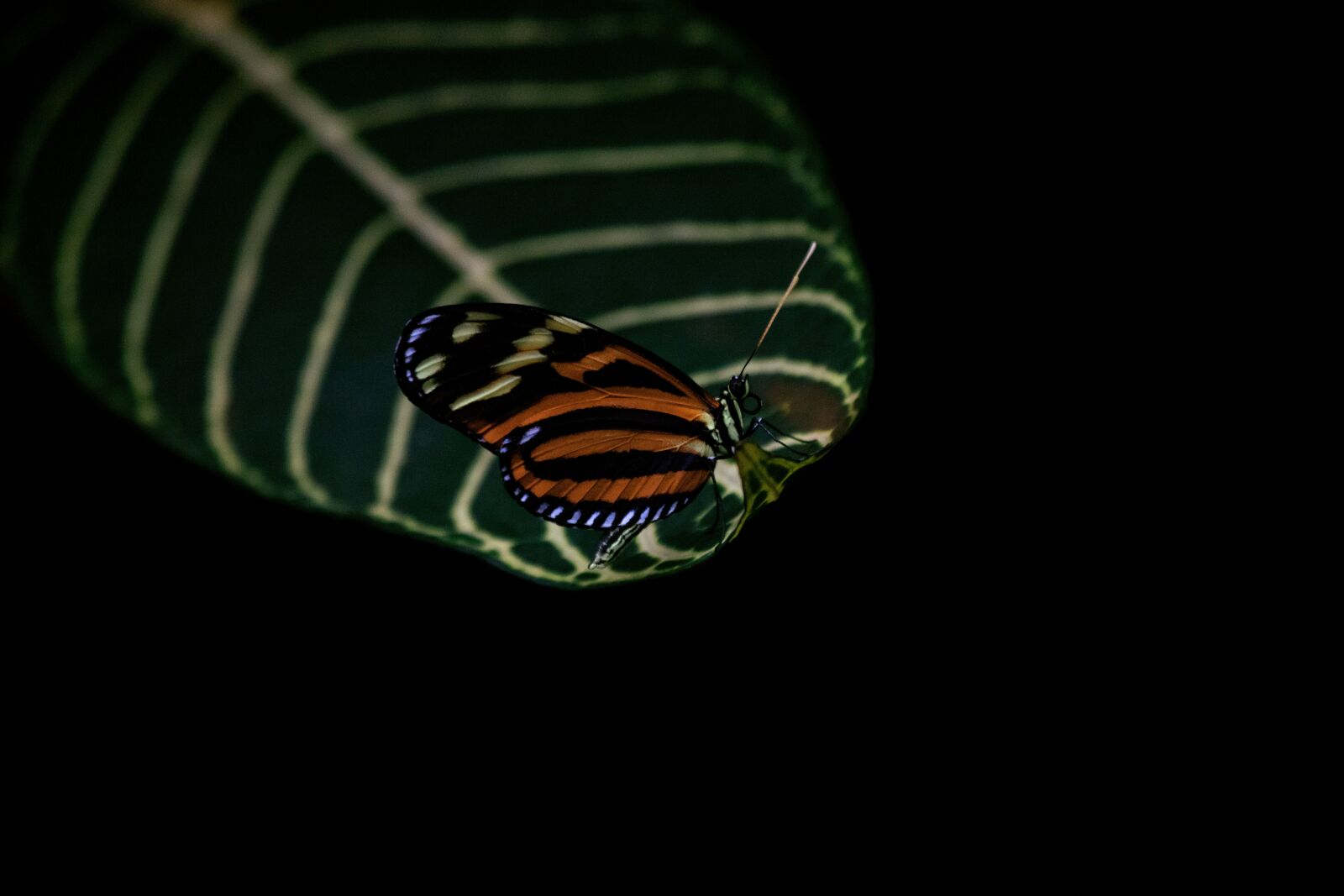 Canon EOS 6D Mark II sample photo. Butterfly, animal, animal world photography