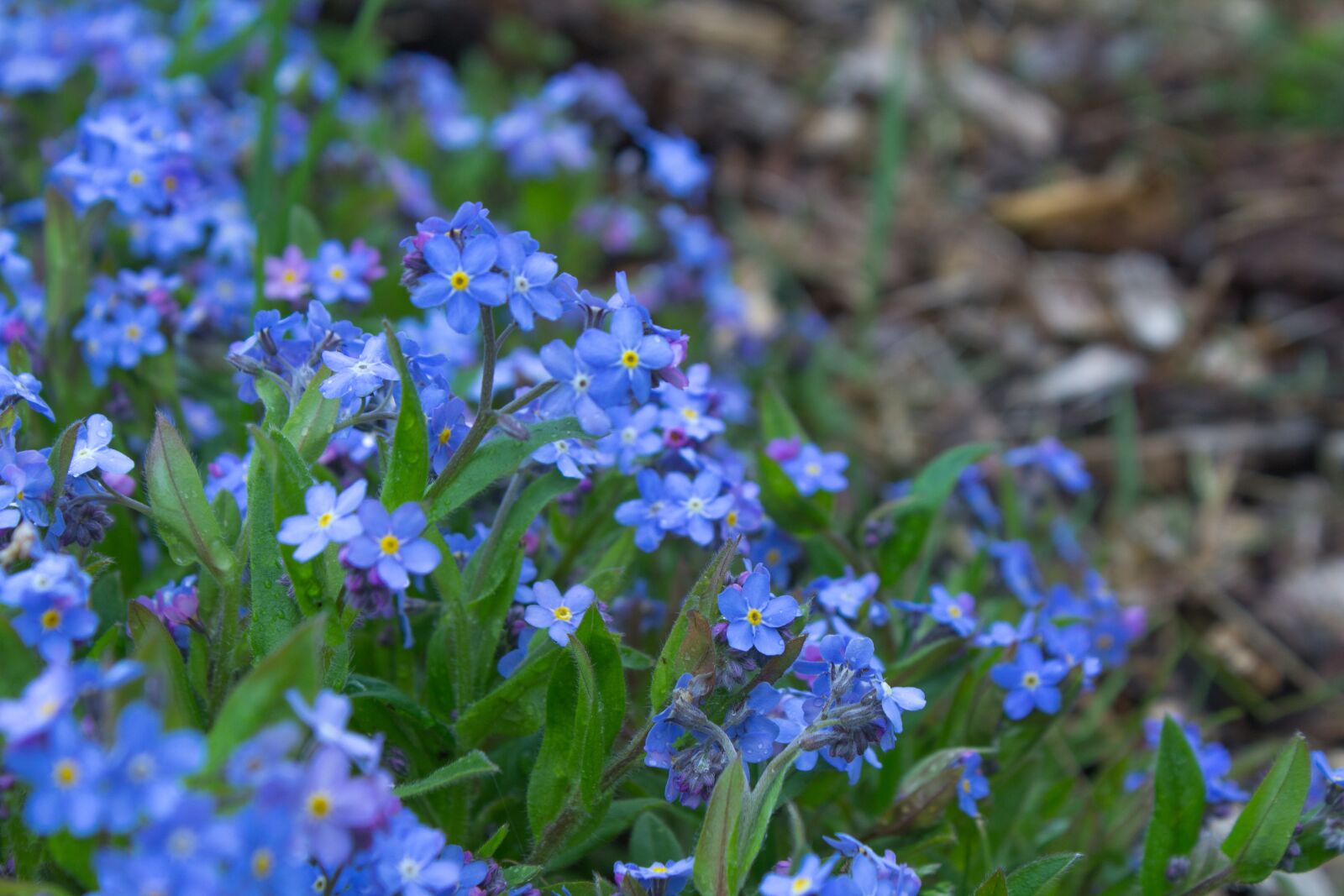 Canon EOS 600D (Rebel EOS T3i / EOS Kiss X5) sample photo. Flower, blue, spring photography