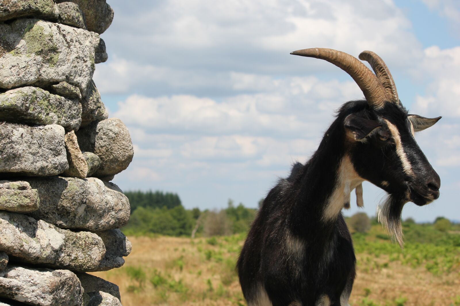 Canon EOS 550D (EOS Rebel T2i / EOS Kiss X4) sample photo. Goat, sheep, nanny-goat photography