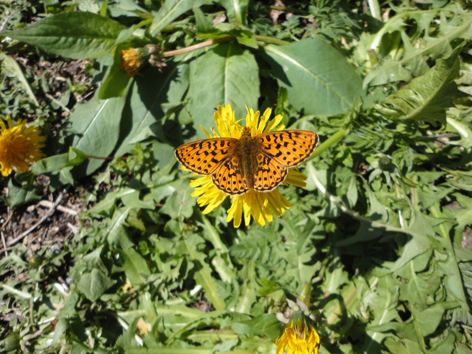 Sony Cyber-shot DSC-W560 sample photo. Butterfly, spring, close up photography