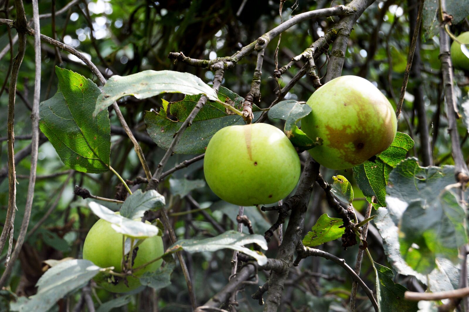 Nikon D3200 sample photo. Apple, garden, apples photography