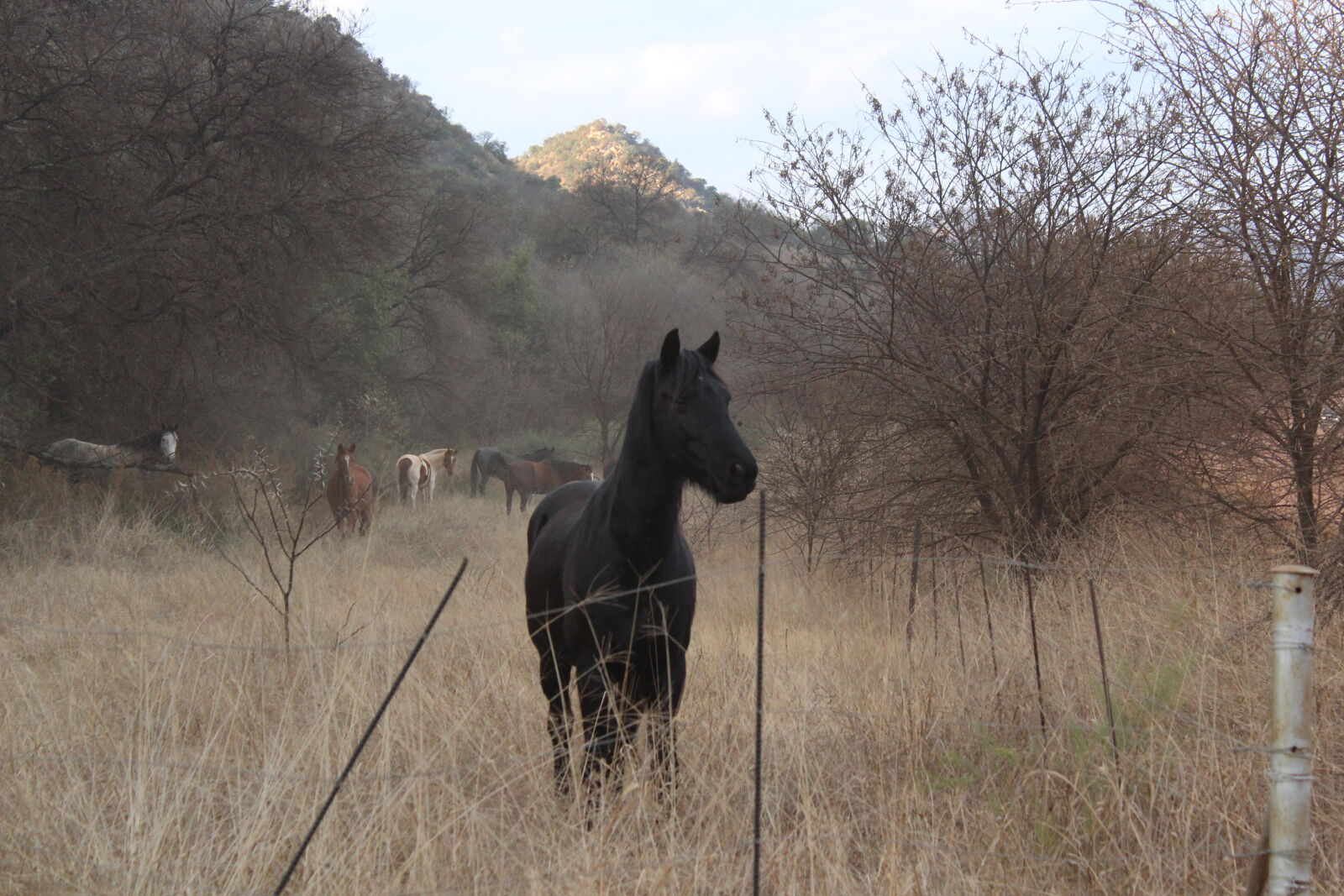 Canon EOS 1200D (EOS Rebel T5 / EOS Kiss X70 / EOS Hi) sample photo. Horses photography