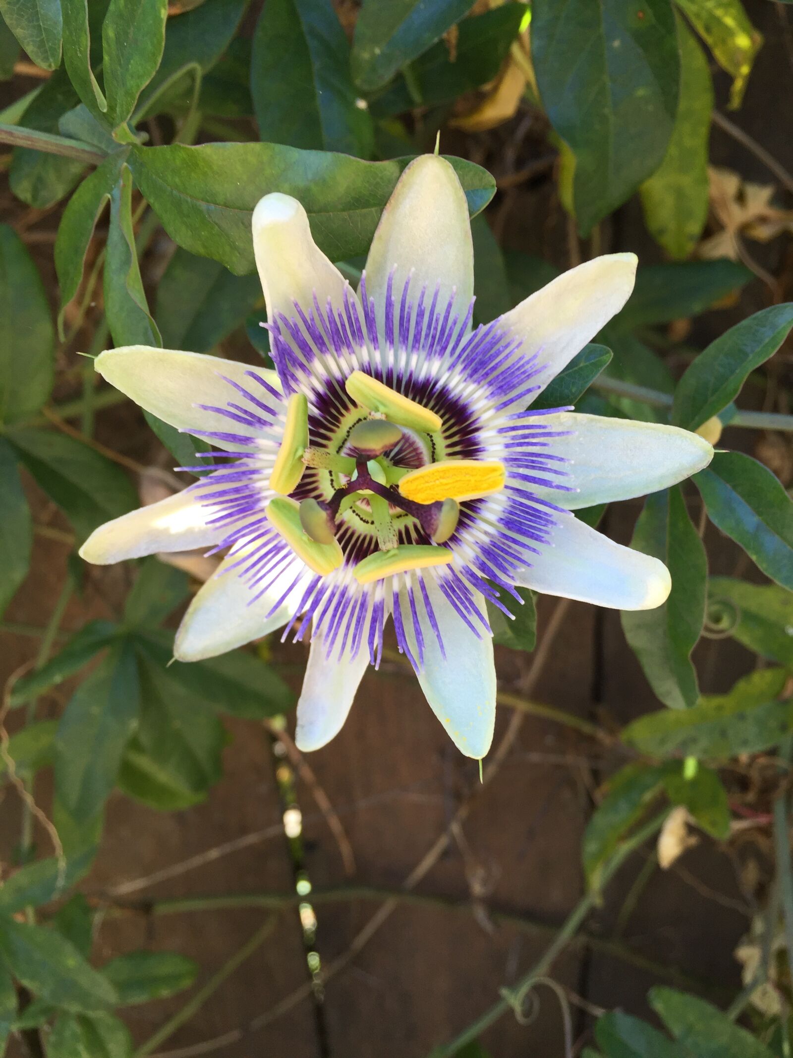 Apple iPhone 6 sample photo. Passion, flower, vine photography