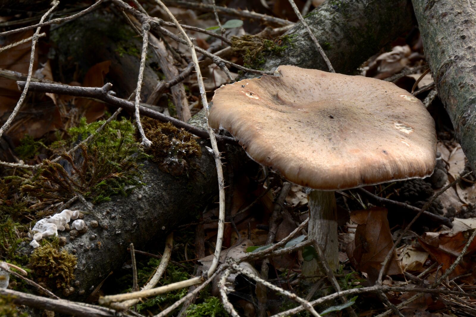 Nikon D7100 sample photo. Mushroom, agaric, forest mushroom photography