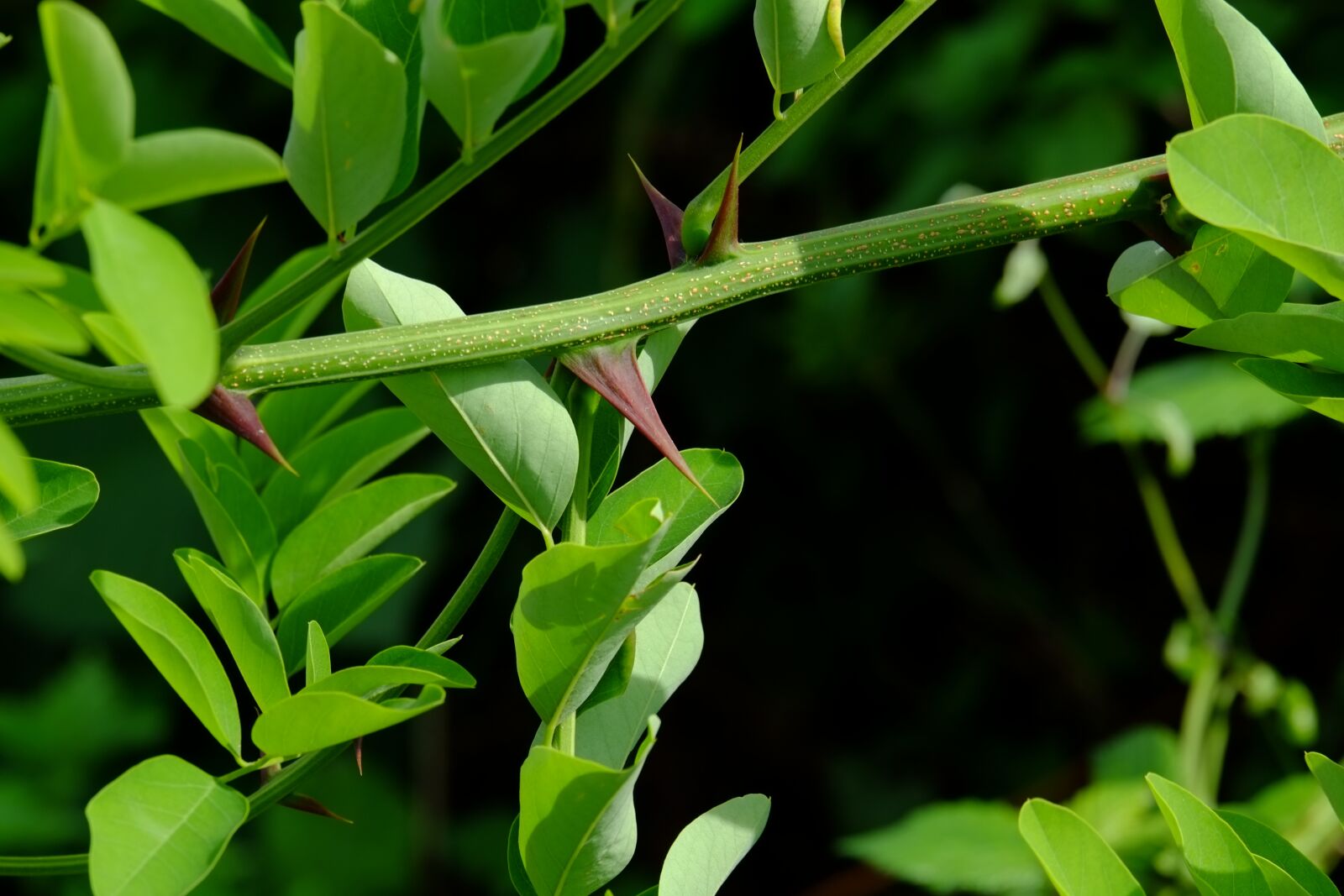 Fujifilm X-E1 + Fujifilm XC 50-230mm F4.5-6.7 OIS sample photo. Thorns, prickly, spur photography