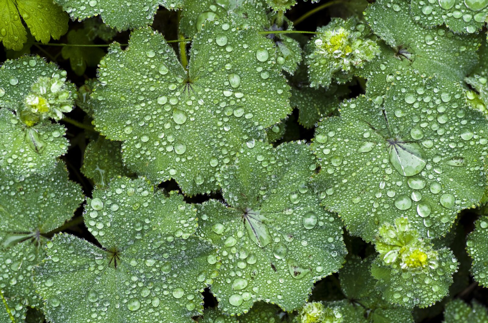 Pentax K-30 sample photo. Perennial plant, frauenmantel, rain photography
