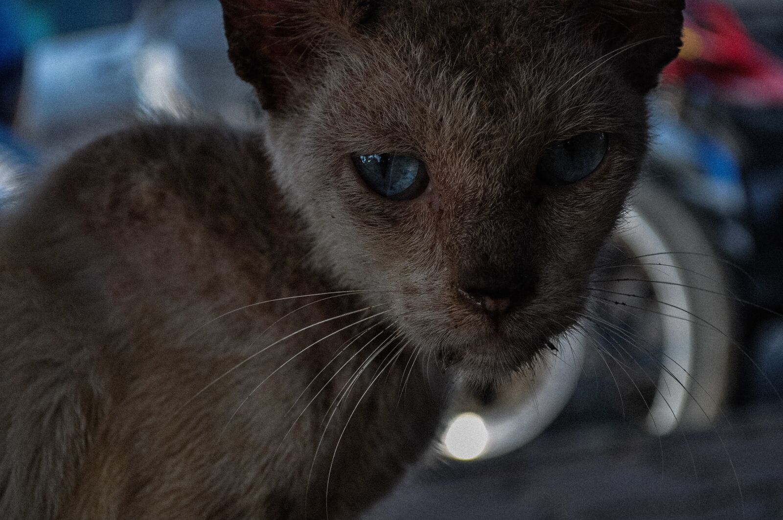 Nikon D5000 sample photo. Cat, poor, illness photography