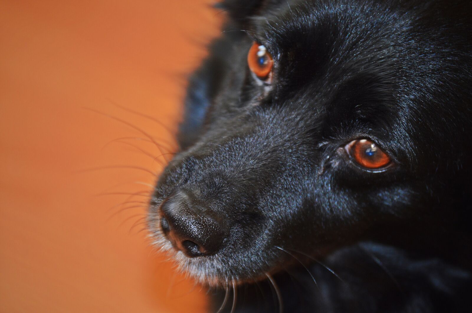 Nikon D3200 sample photo. Dog, mammal, dogs photography