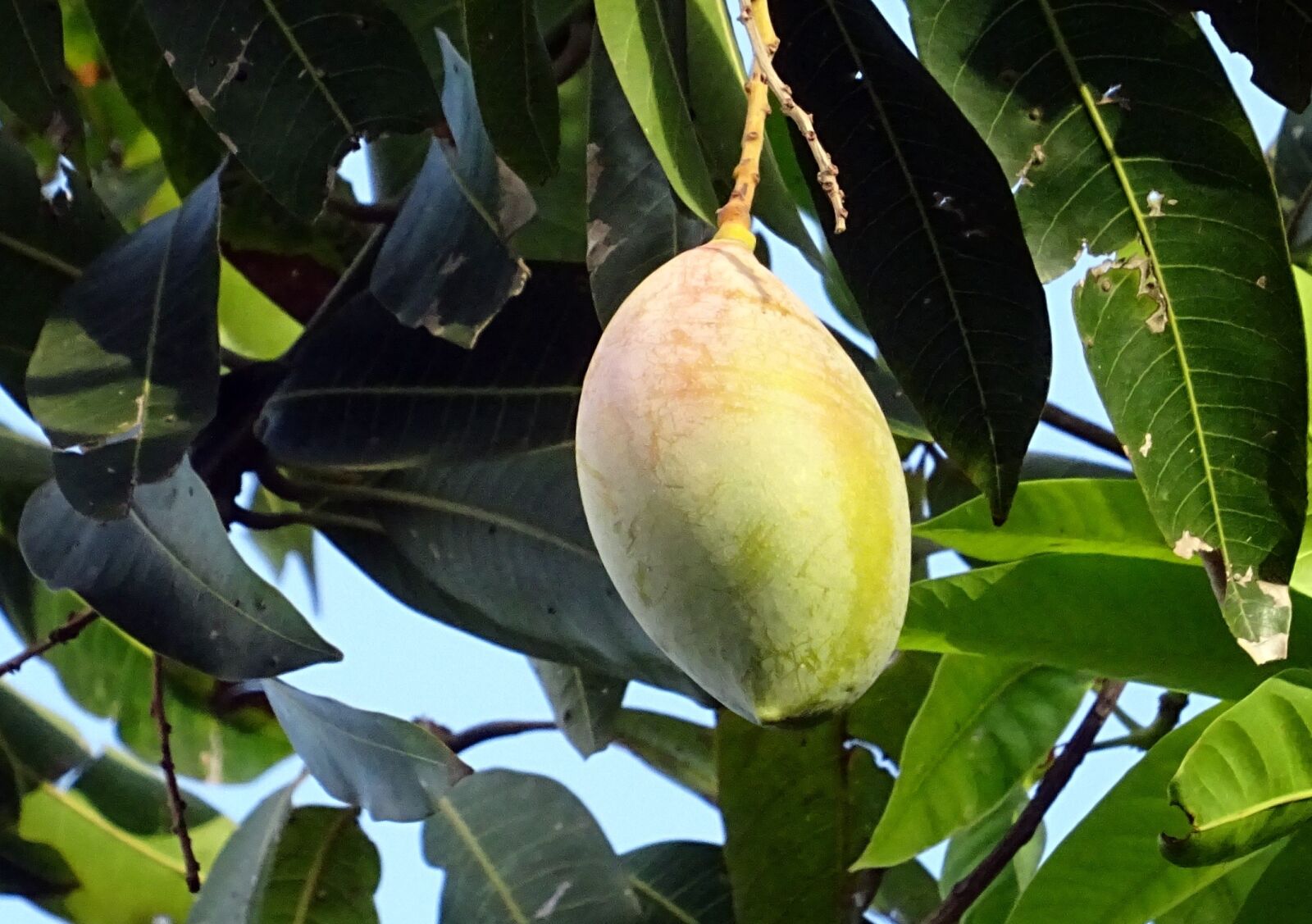 Sony DSC-HX60V sample photo. Mango, fruit, mangifera indica photography