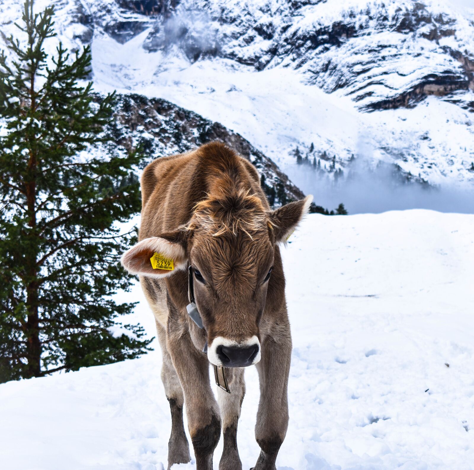 Nikon D3400 sample photo. Cow, nature, winter photography