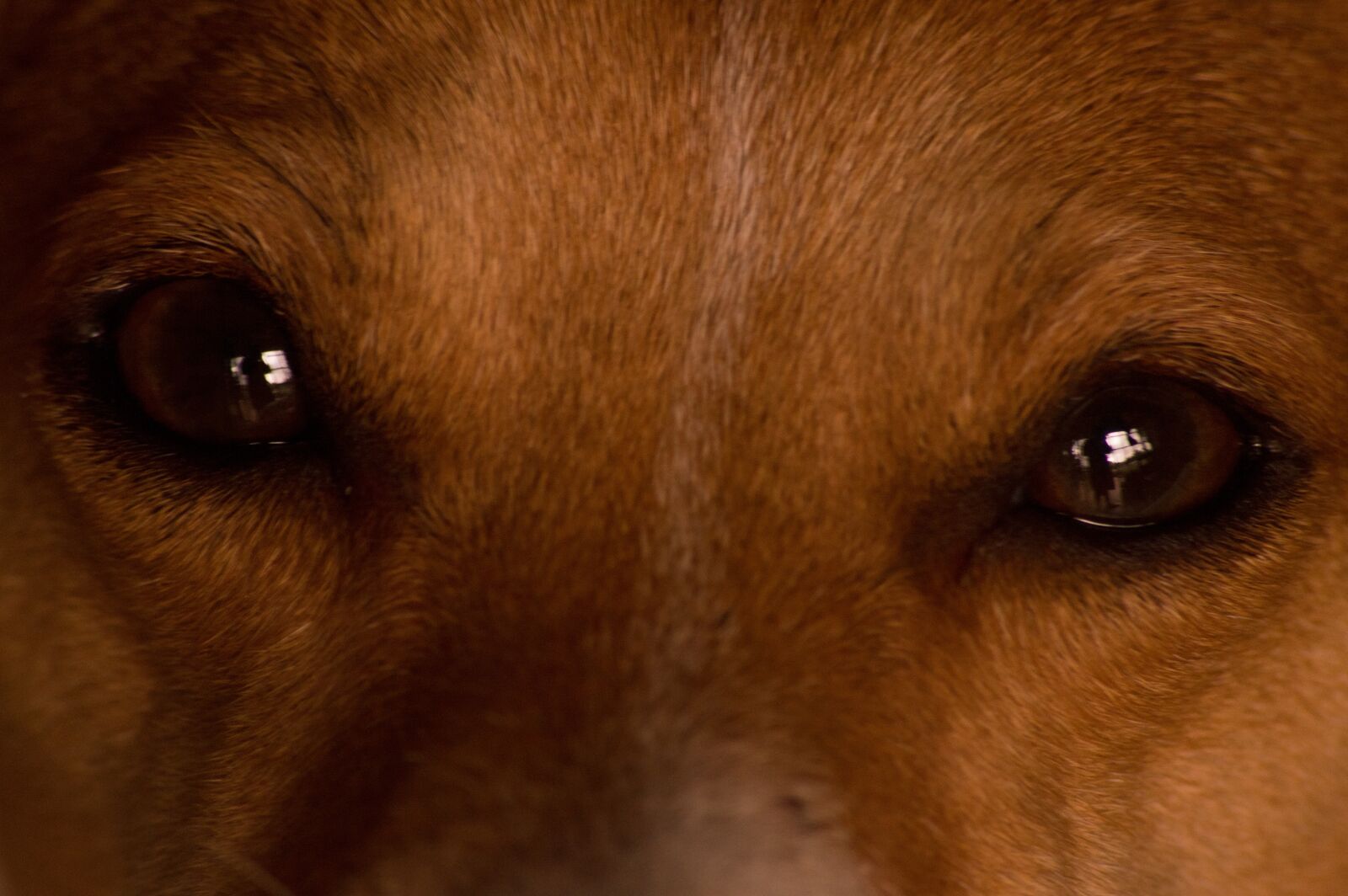 Nikon D3200 sample photo. Dog, eyes, animal photography