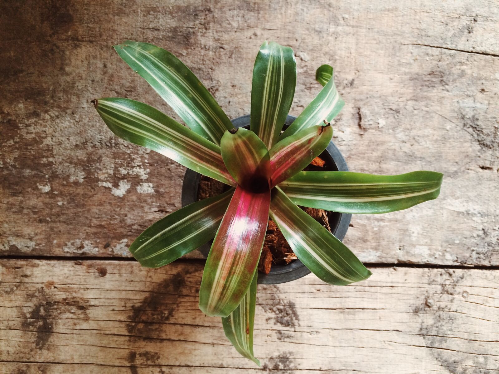 iPhone 5s back camera 4.15mm f/2.2 sample photo. Bromeliad, leaf, plant photography