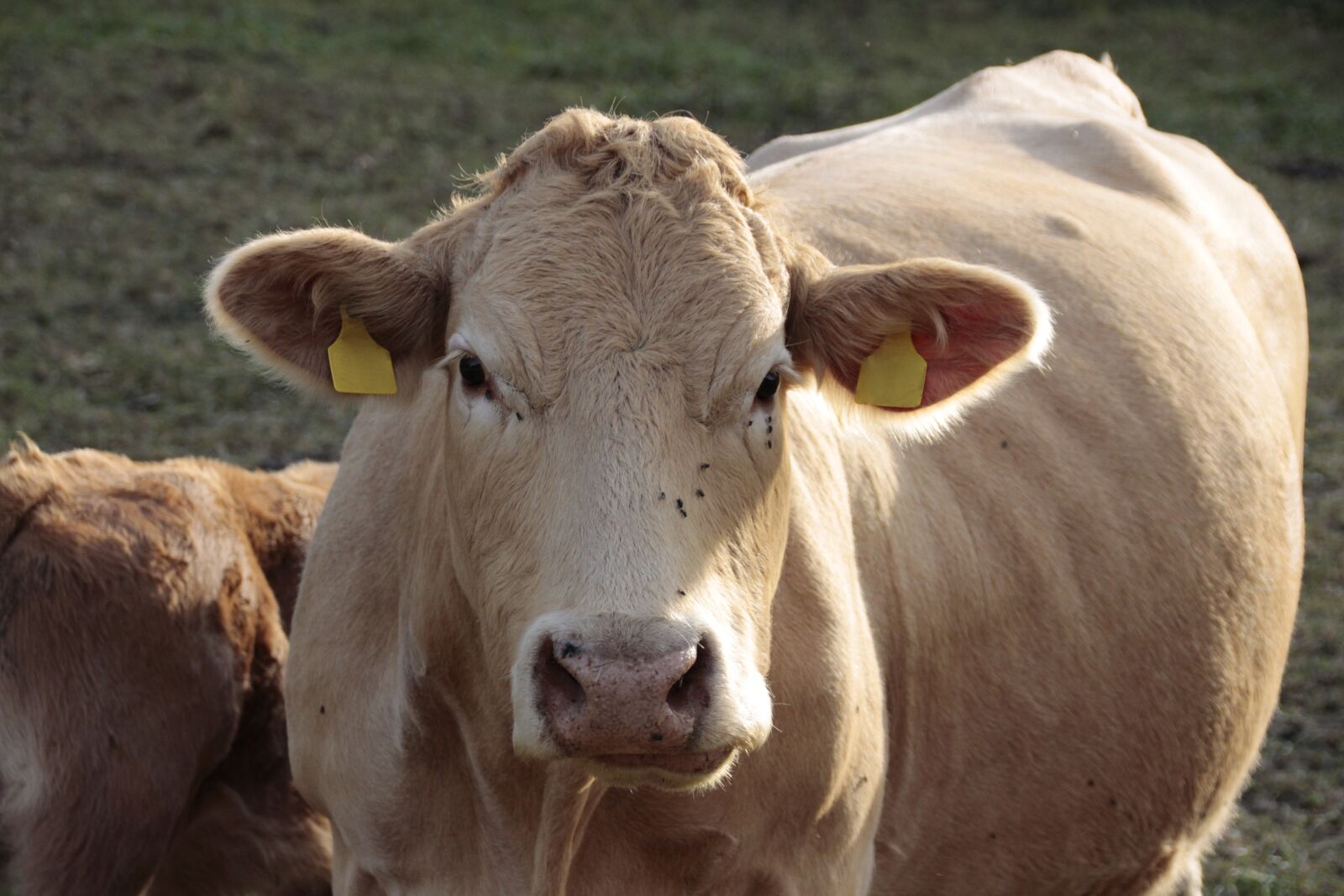 Canon EOS 700D (EOS Rebel T5i / EOS Kiss X7i) sample photo. Cow, animal, agriculture photography