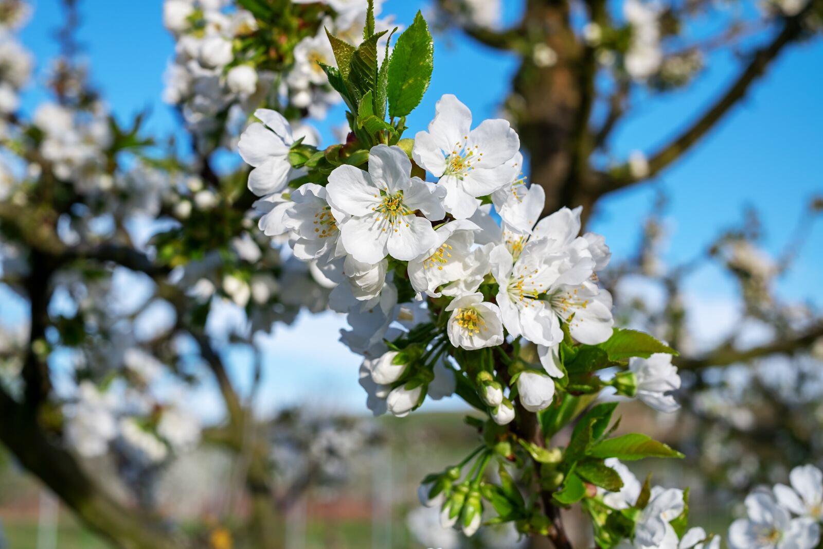 Fujifilm X-T10 + Fujifilm XF 35mm F1.4 R sample photo. Cherry trees, bloom, kaiserstuhl photography