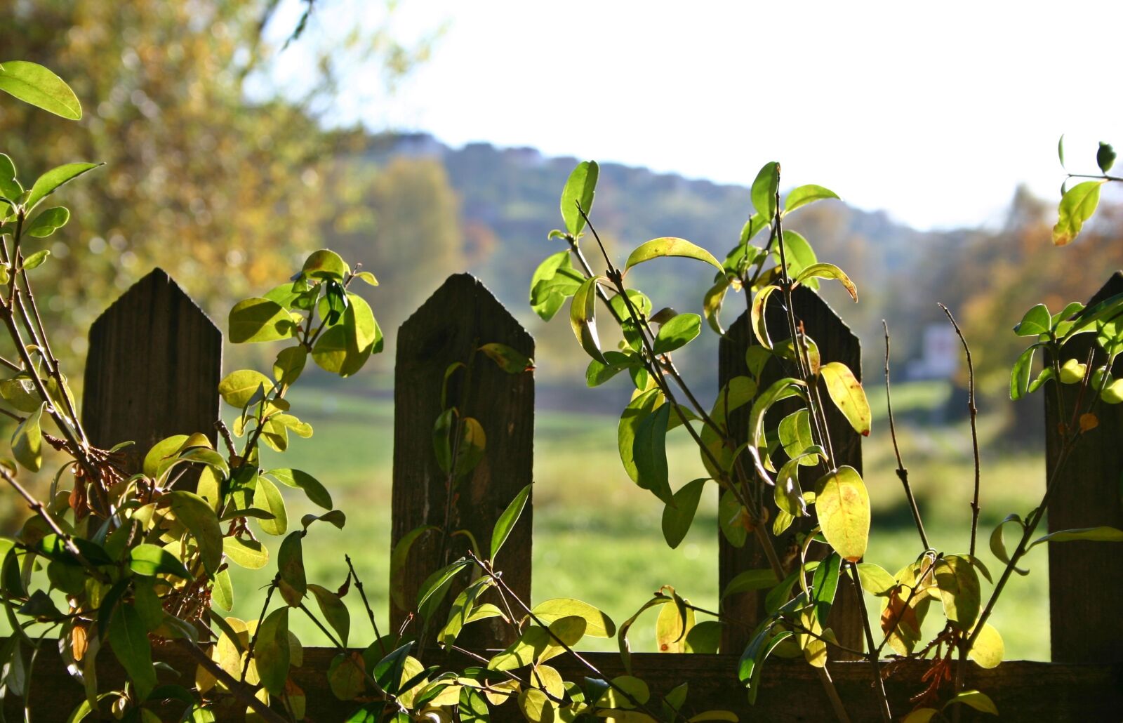 Canon EOS 300D (EOS Digital Rebel / EOS Kiss Digital) sample photo. Garden fence, fence, autumn photography