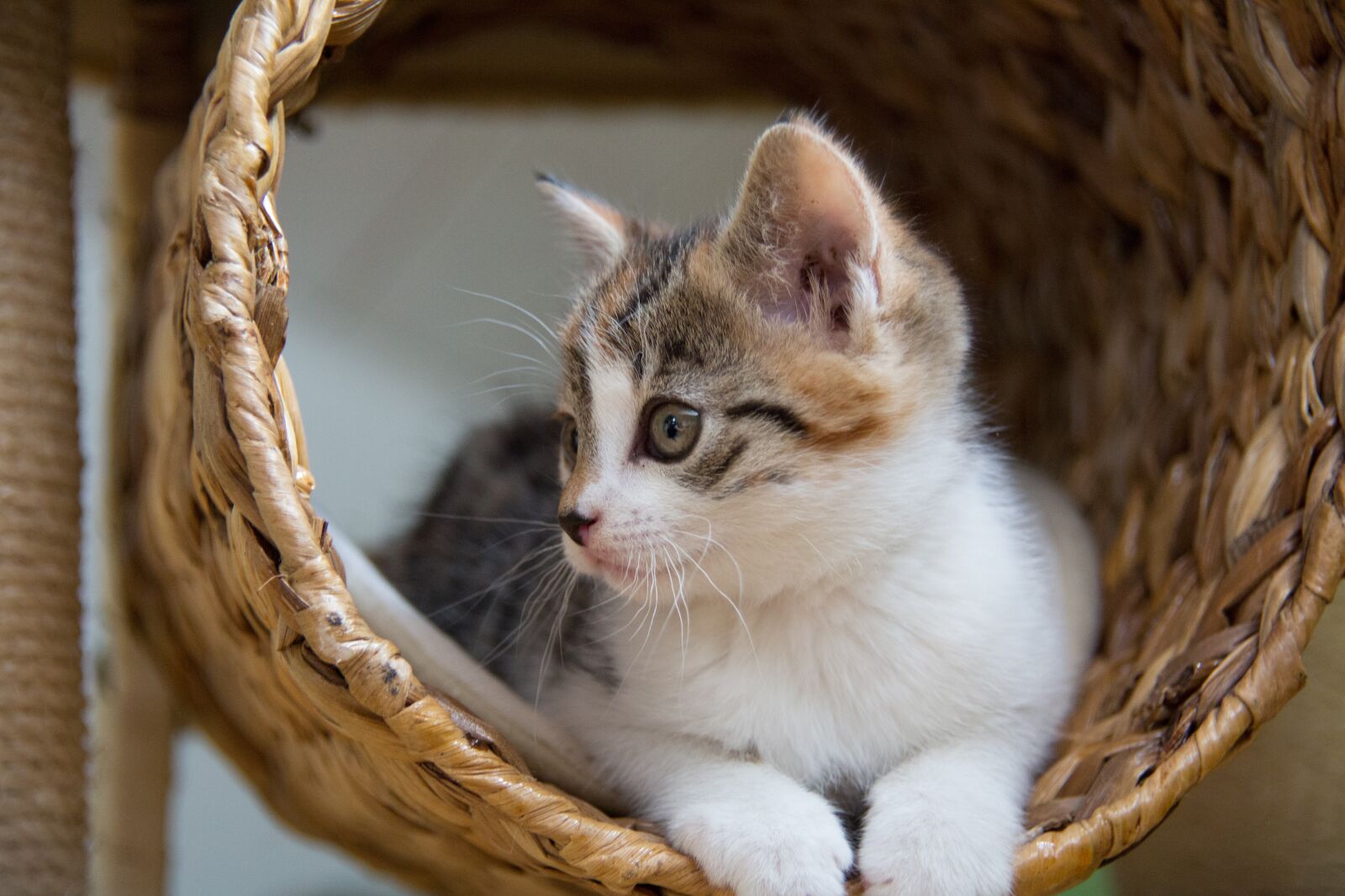 Canon EOS 5D Mark III sample photo. Young, boy, cat photography