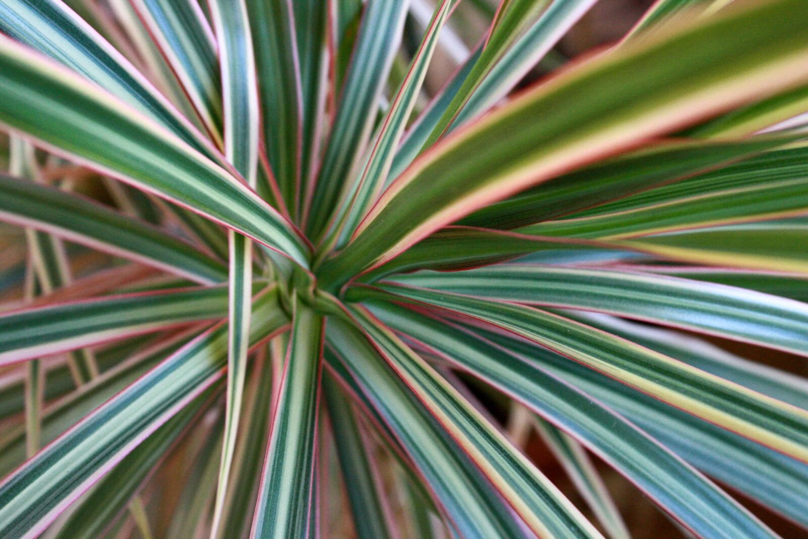 f/3.5-5.6 IS sample photo. Desert plant, agave asparagaceae photography