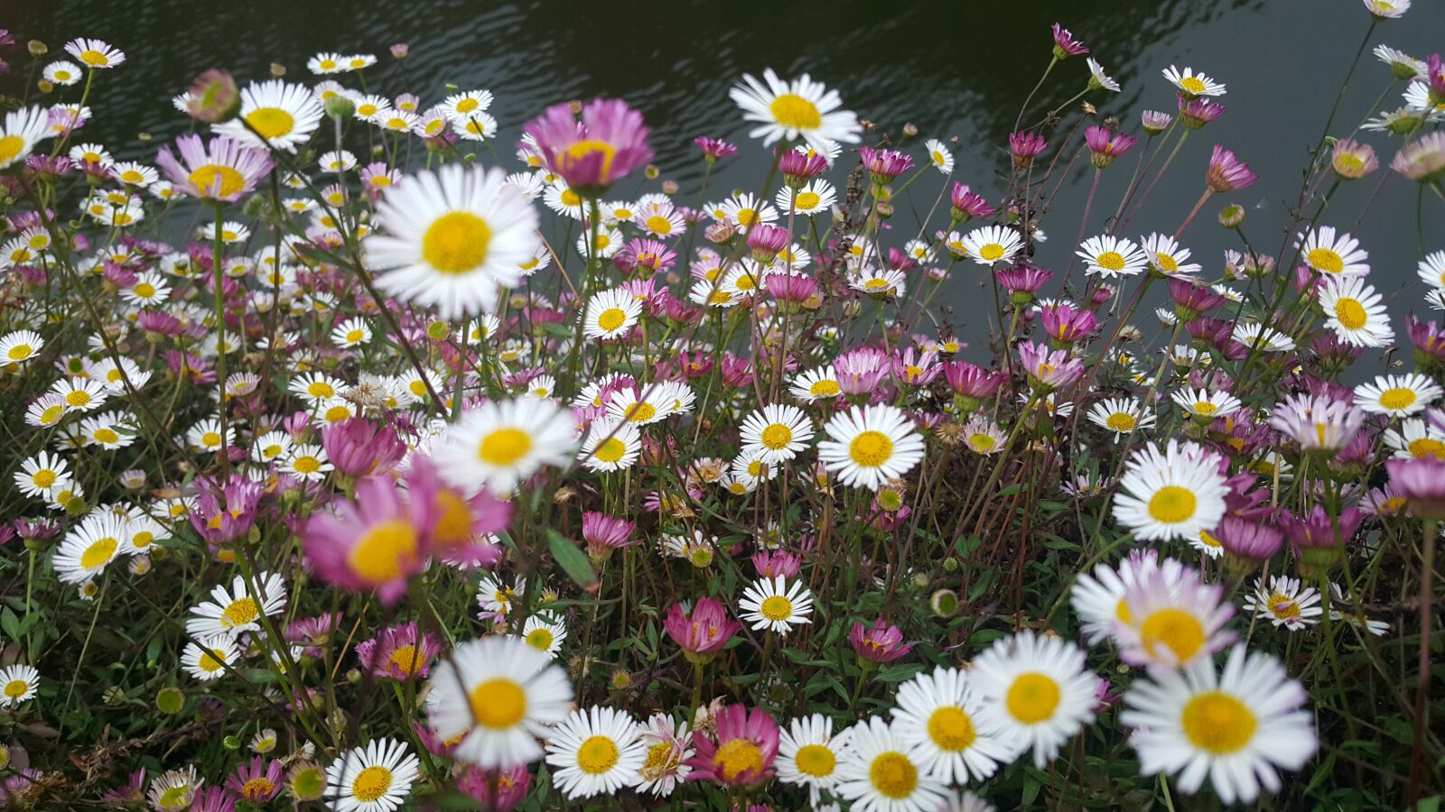 Samsung Galaxy Note4 sample photo. Flores, colores, lago photography
