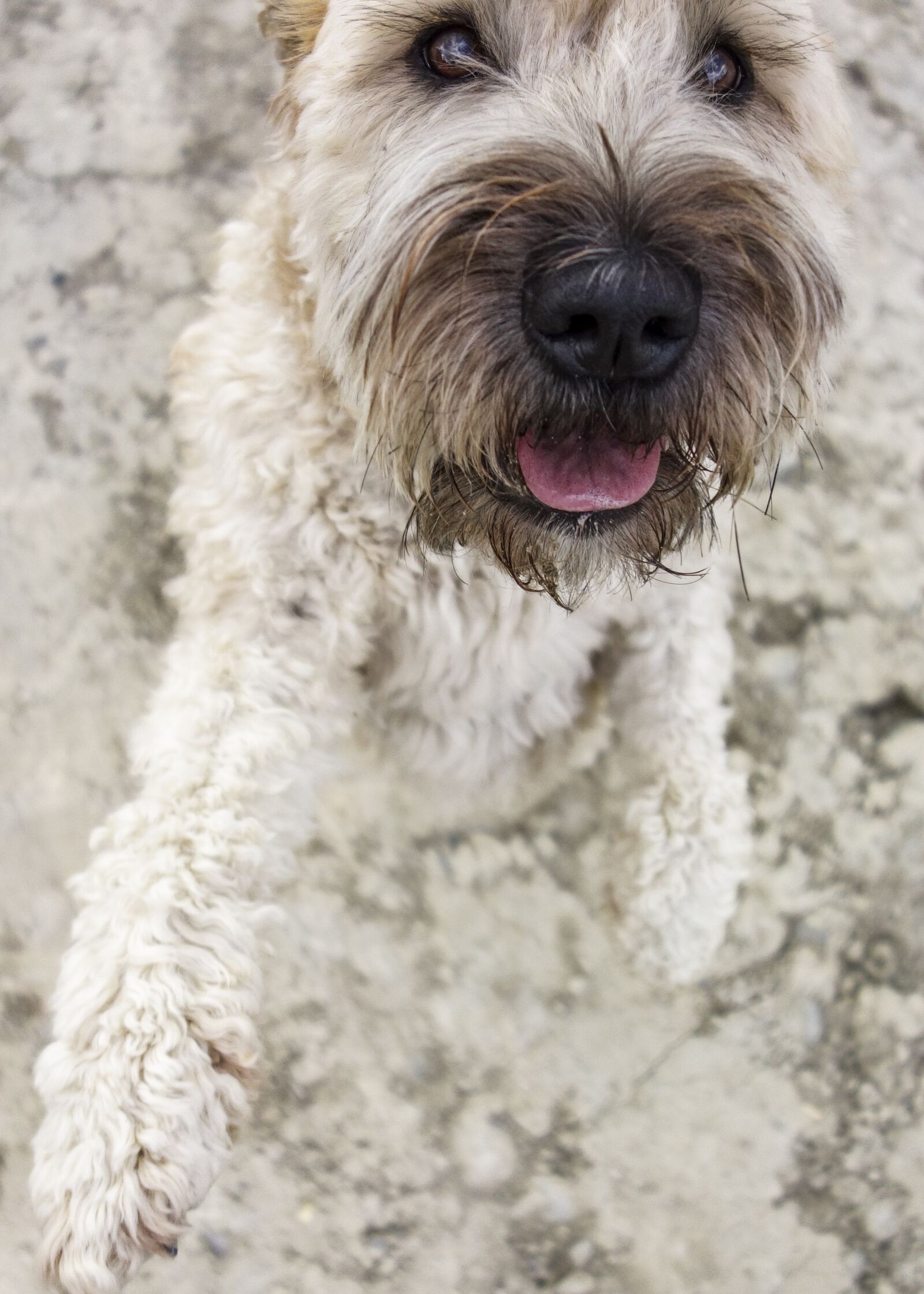Sony Cyber-shot DSC-RX100 sample photo. Dog, jump, play photography