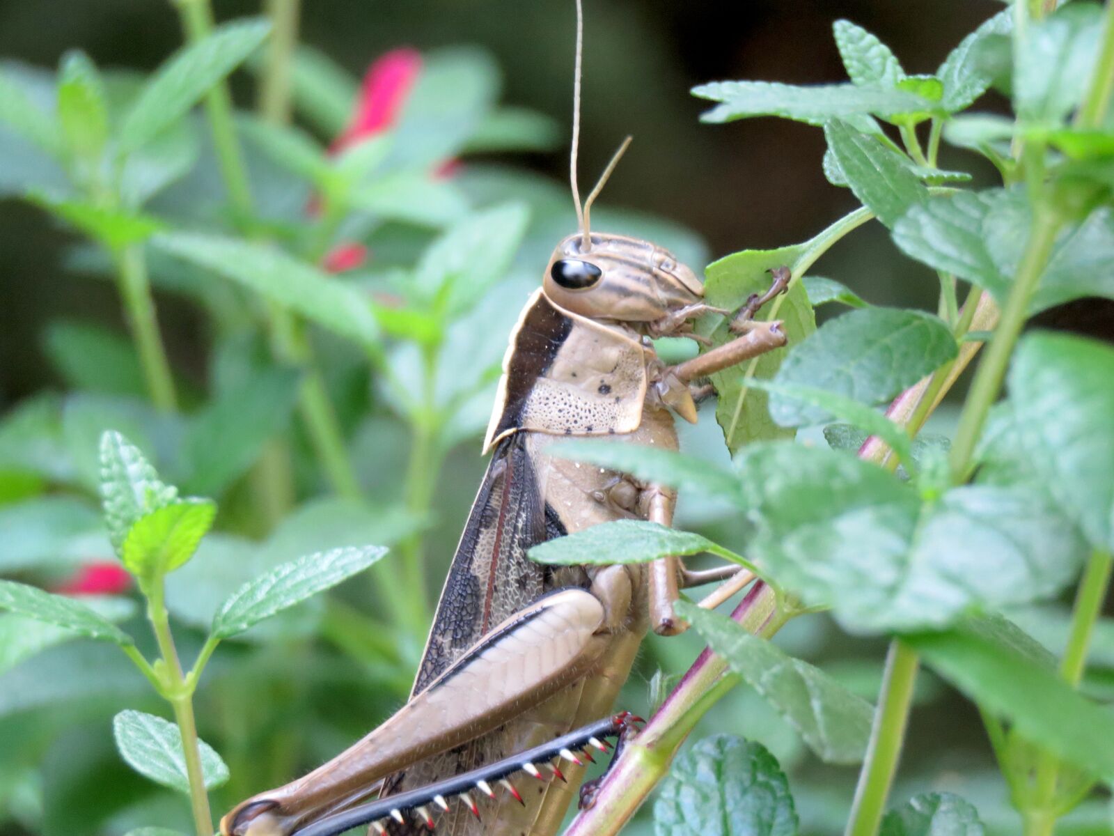 Canon PowerShot SX60 HS sample photo. Locust, grasshopper, insect photography