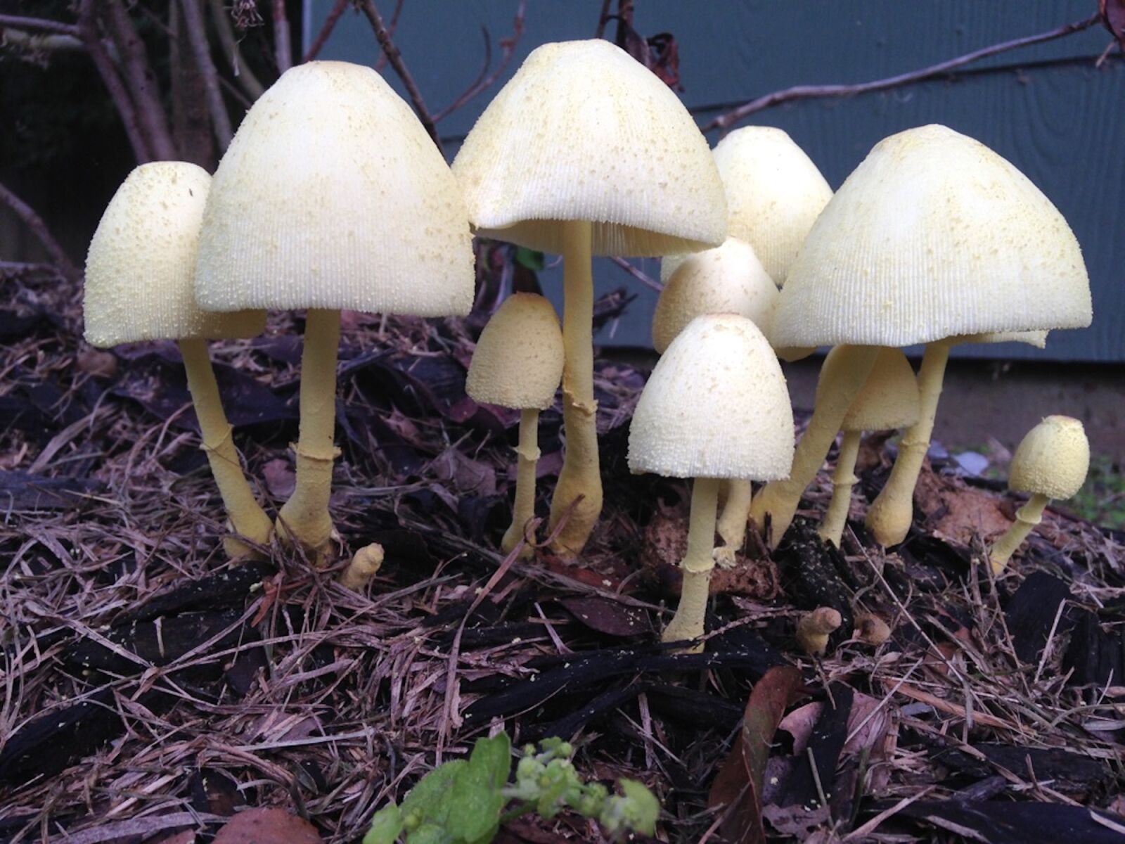 Apple iPhone 5c sample photo. Mushrooms, toadstools, fungi photography