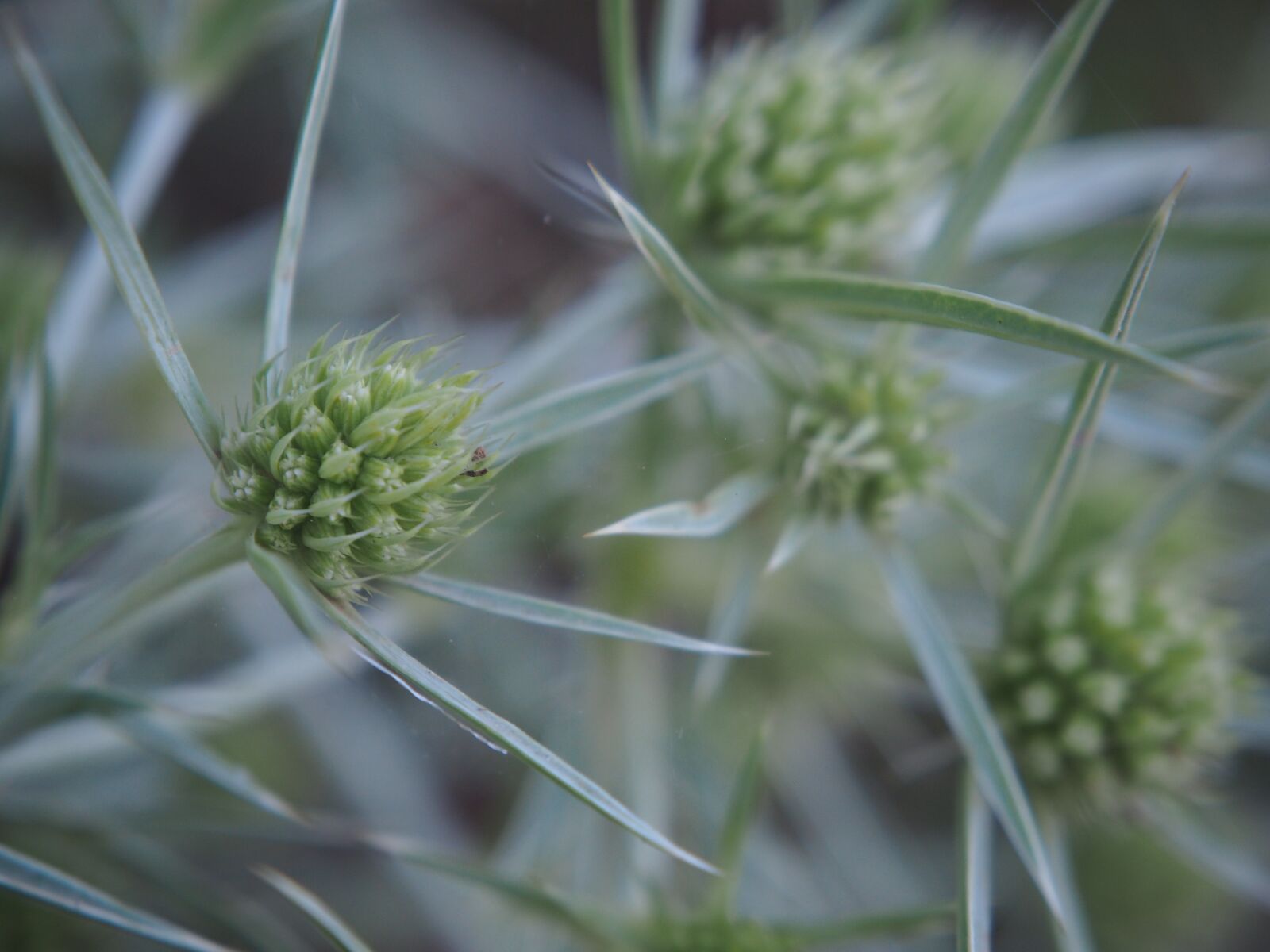 Olympus OM-D E-M10 sample photo. Thistle, nature, plant photography