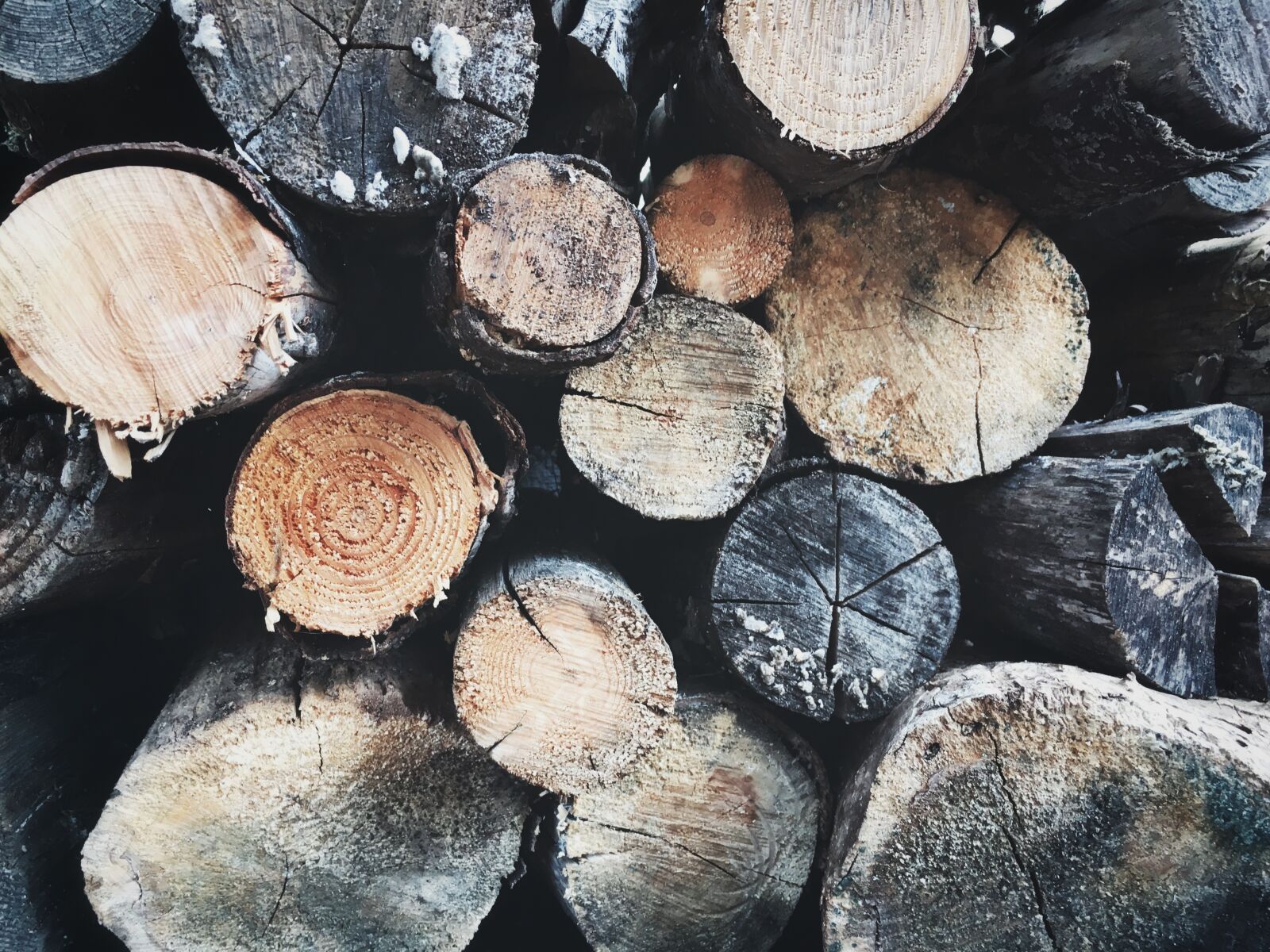 Apple iPhone 6s sample photo. Wood, tree, logging photography