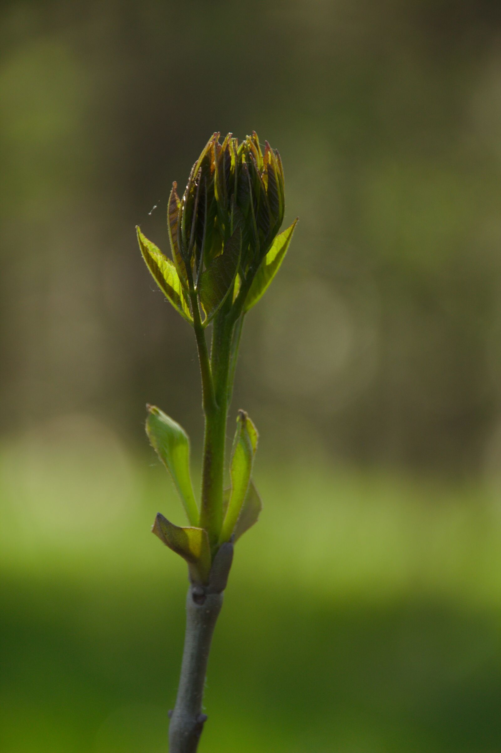 Canon EOS 600D (Rebel EOS T3i / EOS Kiss X5) sample photo. Freshman, bud, green photography