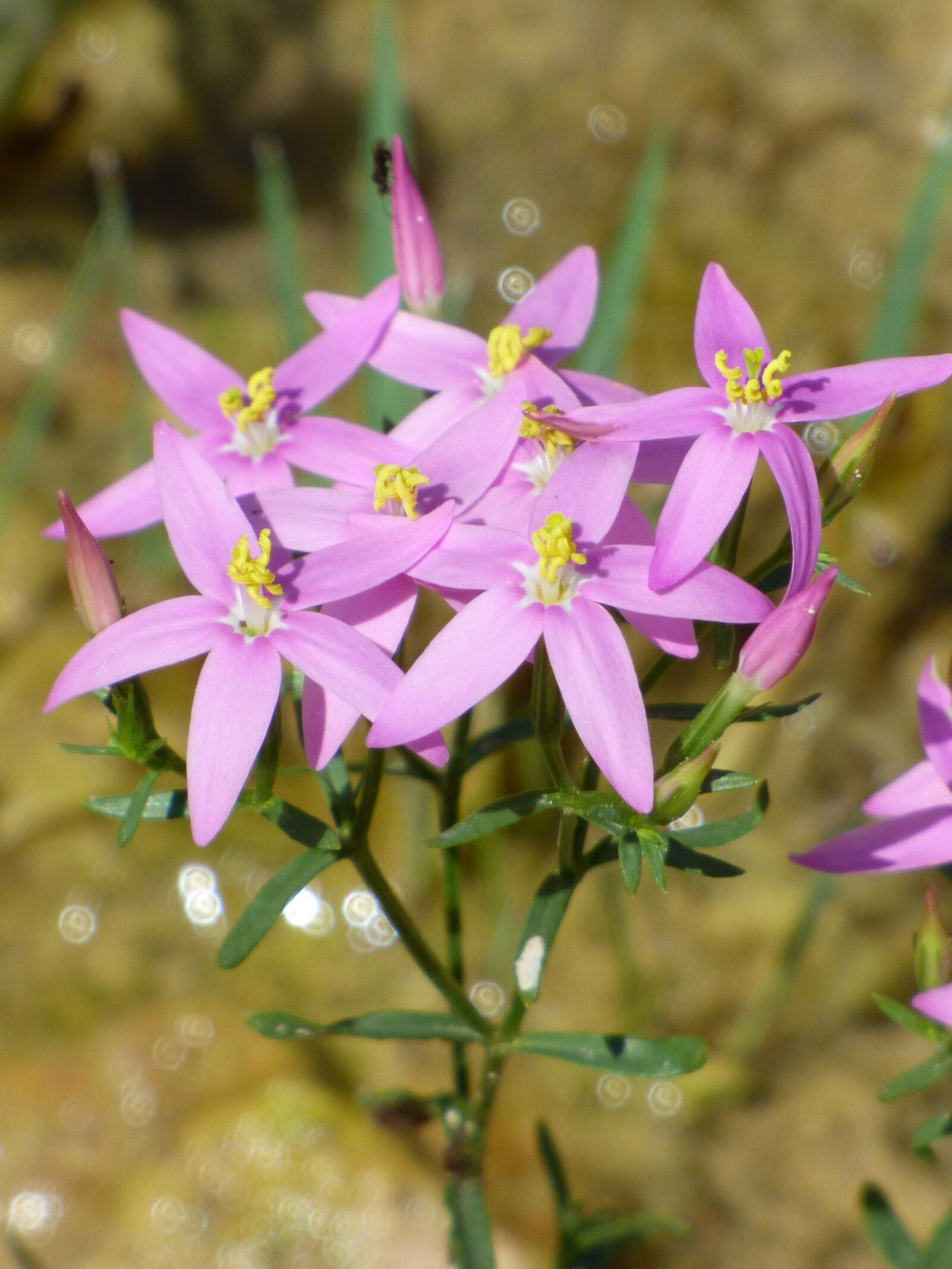 Panasonic Lumix DMC-FZ70 sample photo. Wild flower, pink flower photography