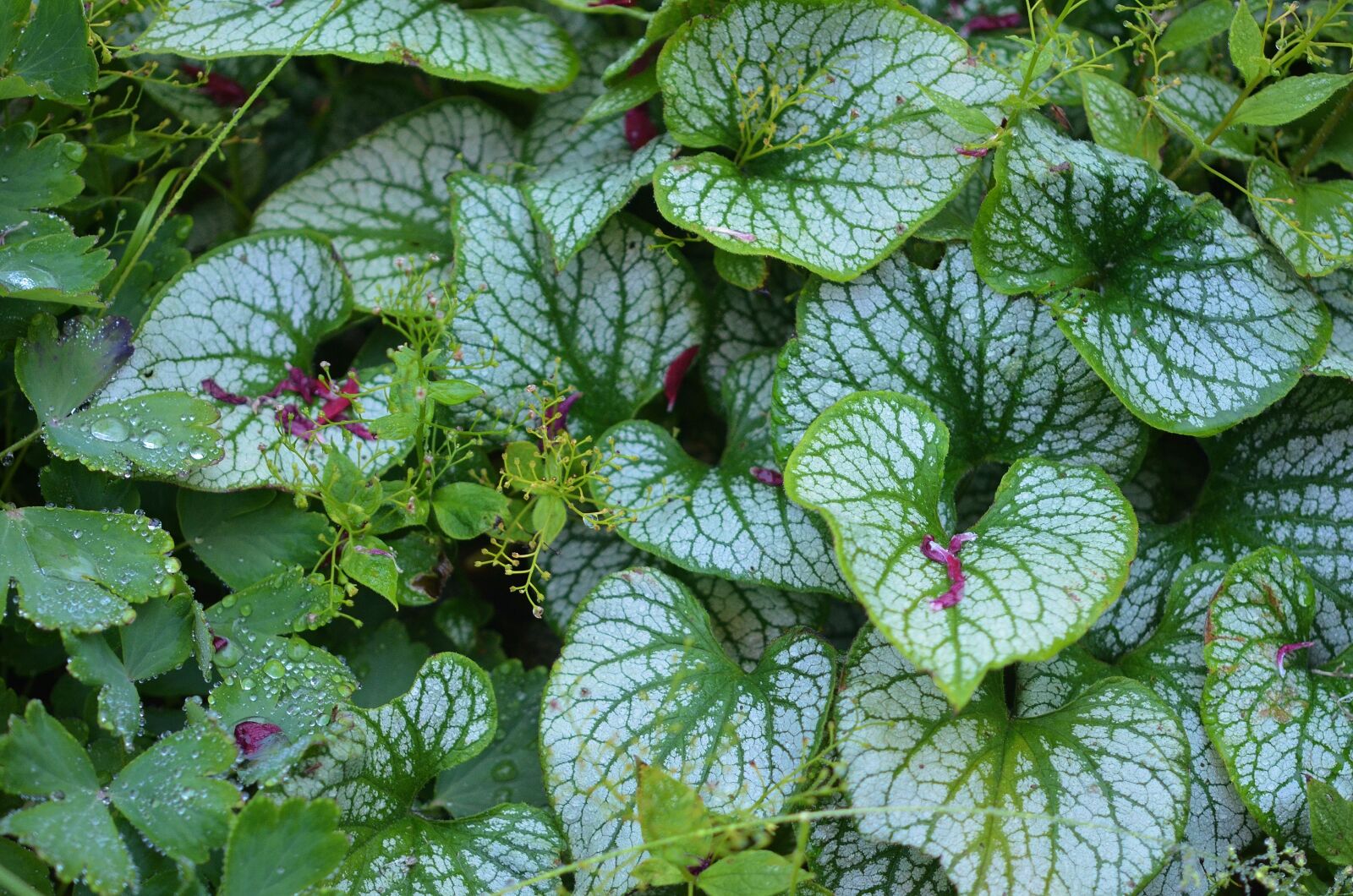 Nikon D7000 sample photo. Leaf, natural, flower photography