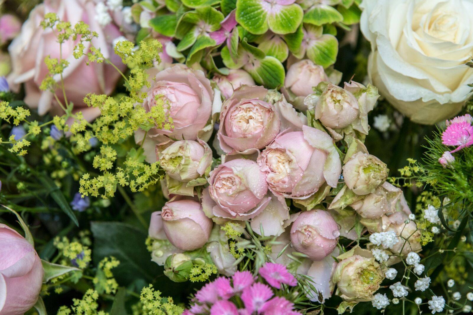 Nikon D850 sample photo. Rose, roses, flowers photography