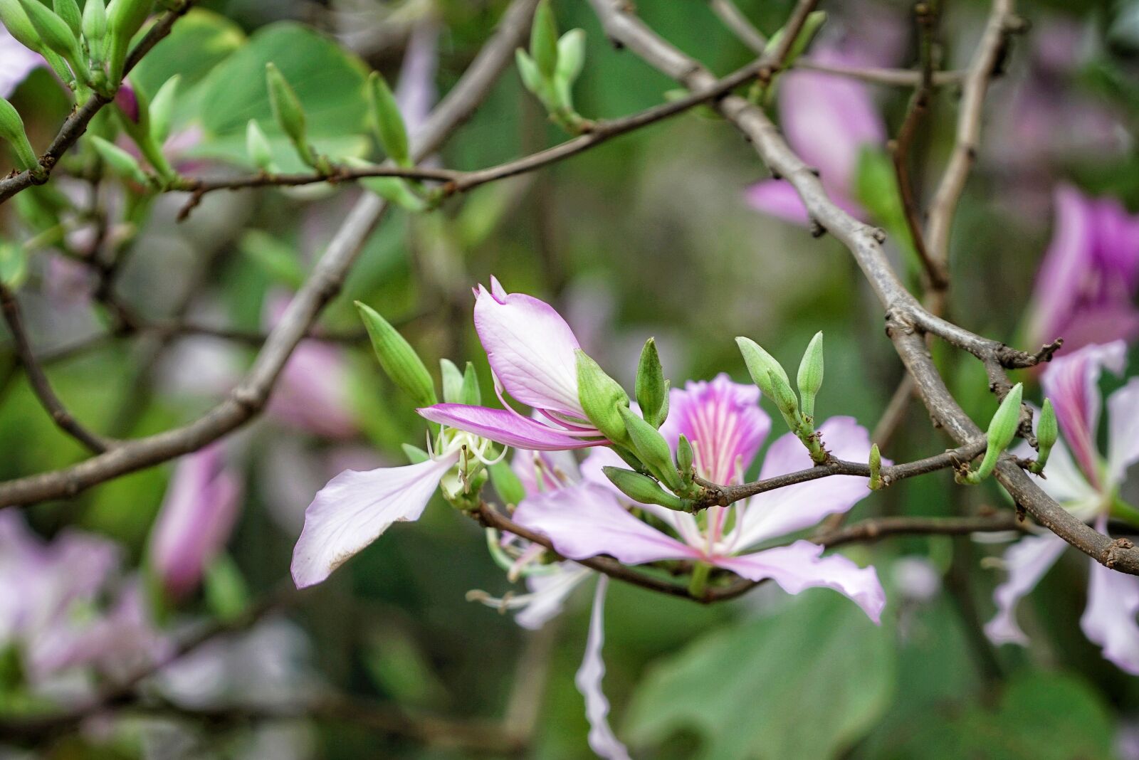 Sony a7R II + Sony FE 70-200mm F4 G OSS sample photo. Nature, tree, flower photography