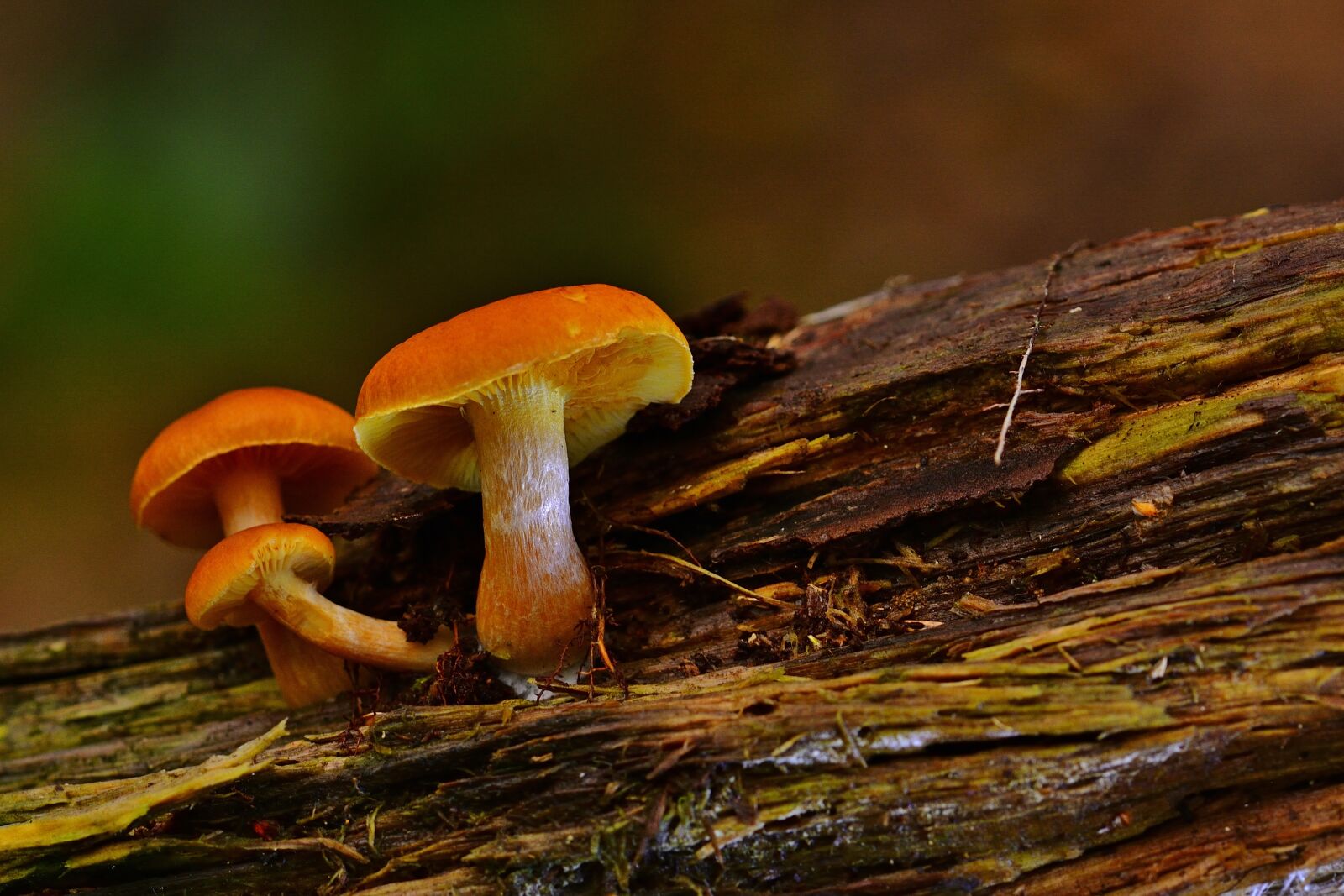 Nikon D5200 sample photo. Nature, forest, mushrooms photography