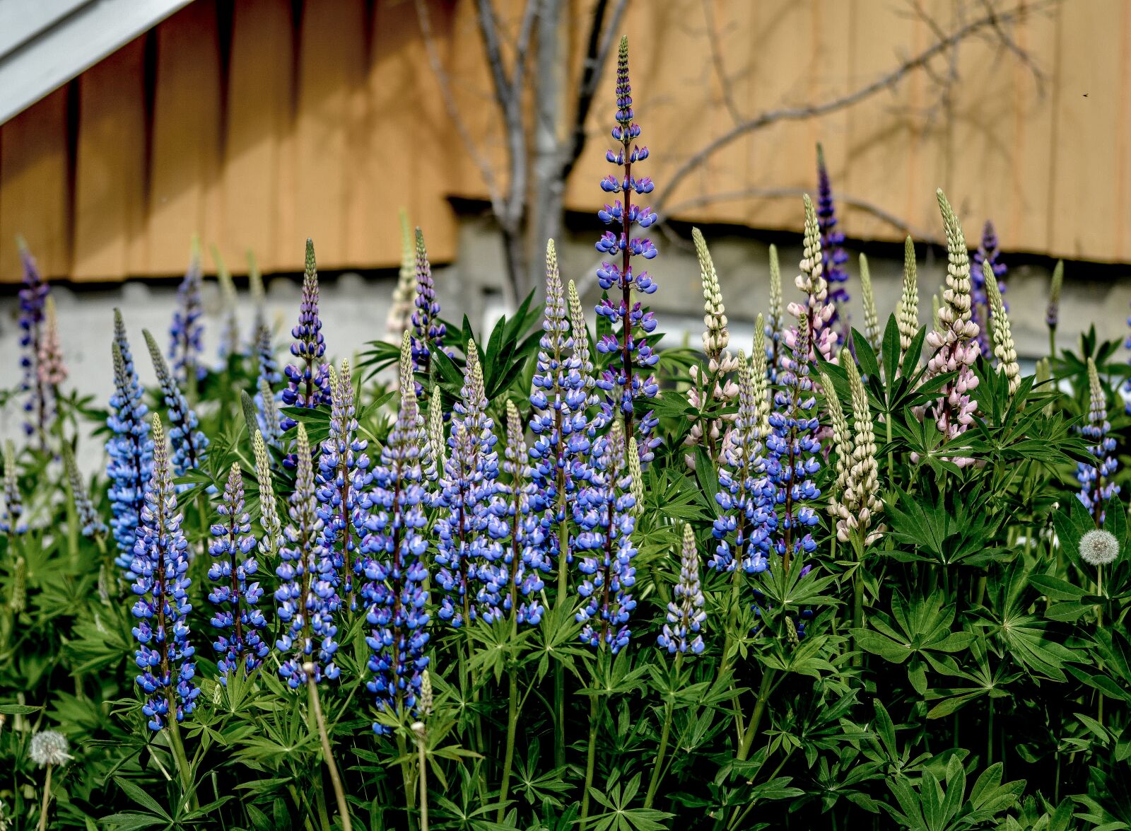 Nikon D5200 sample photo. Lupine, flower, summer photography