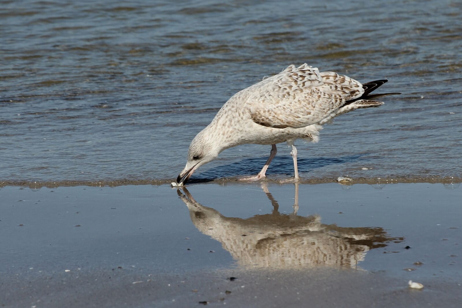 Canon EOS 550D (EOS Rebel T2i / EOS Kiss X4) sample photo. Seagull, animal, bird photography
