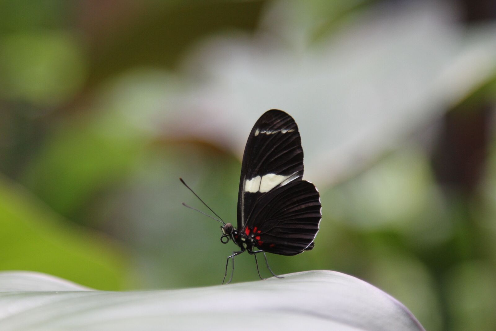 Canon EOS 7D sample photo. Butterfly, wings, insect photography