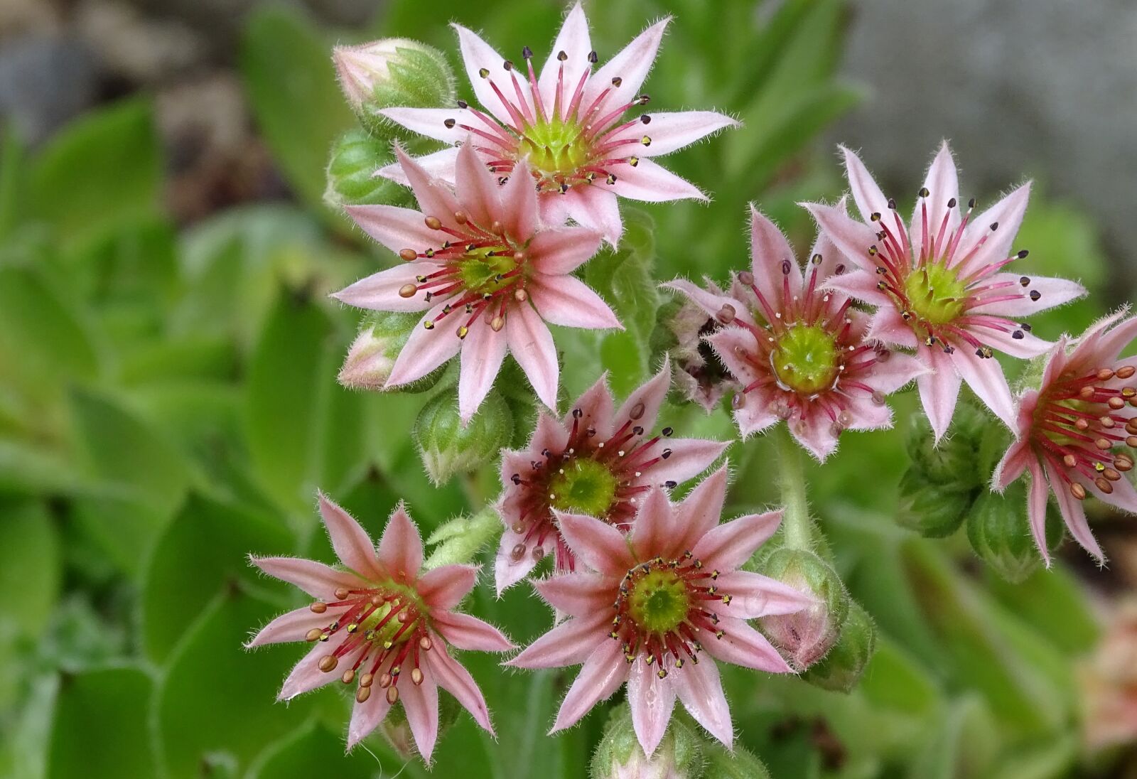 Sony Cyber-shot DSC-HX400V sample photo. Houseleek, dachwurz, succulent photography