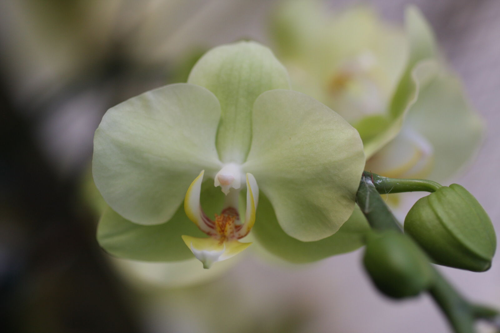 Sigma 50mm f/2.8 EX sample photo