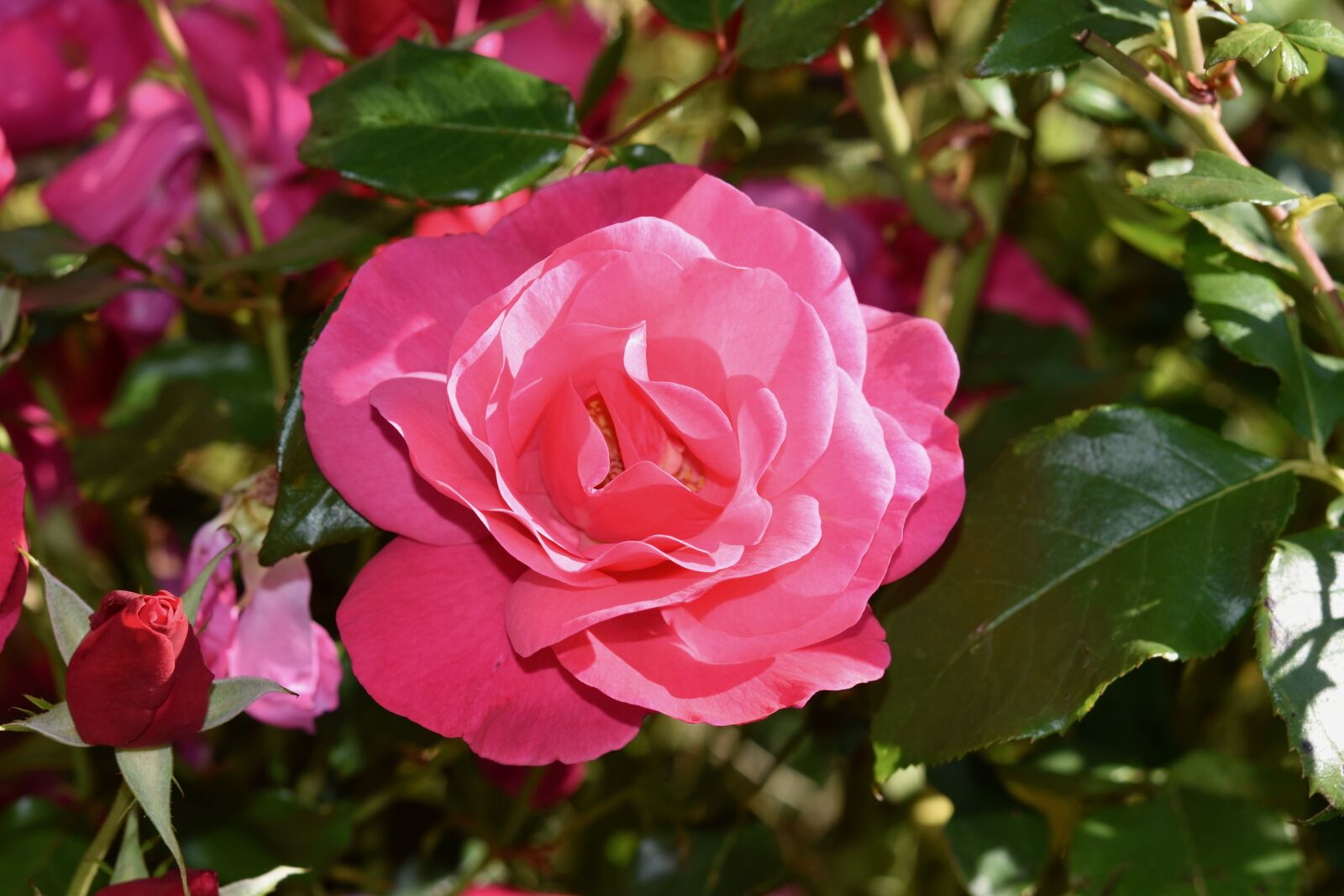 Nikon D5600 sample photo. Flower, pink, rose bud photography
