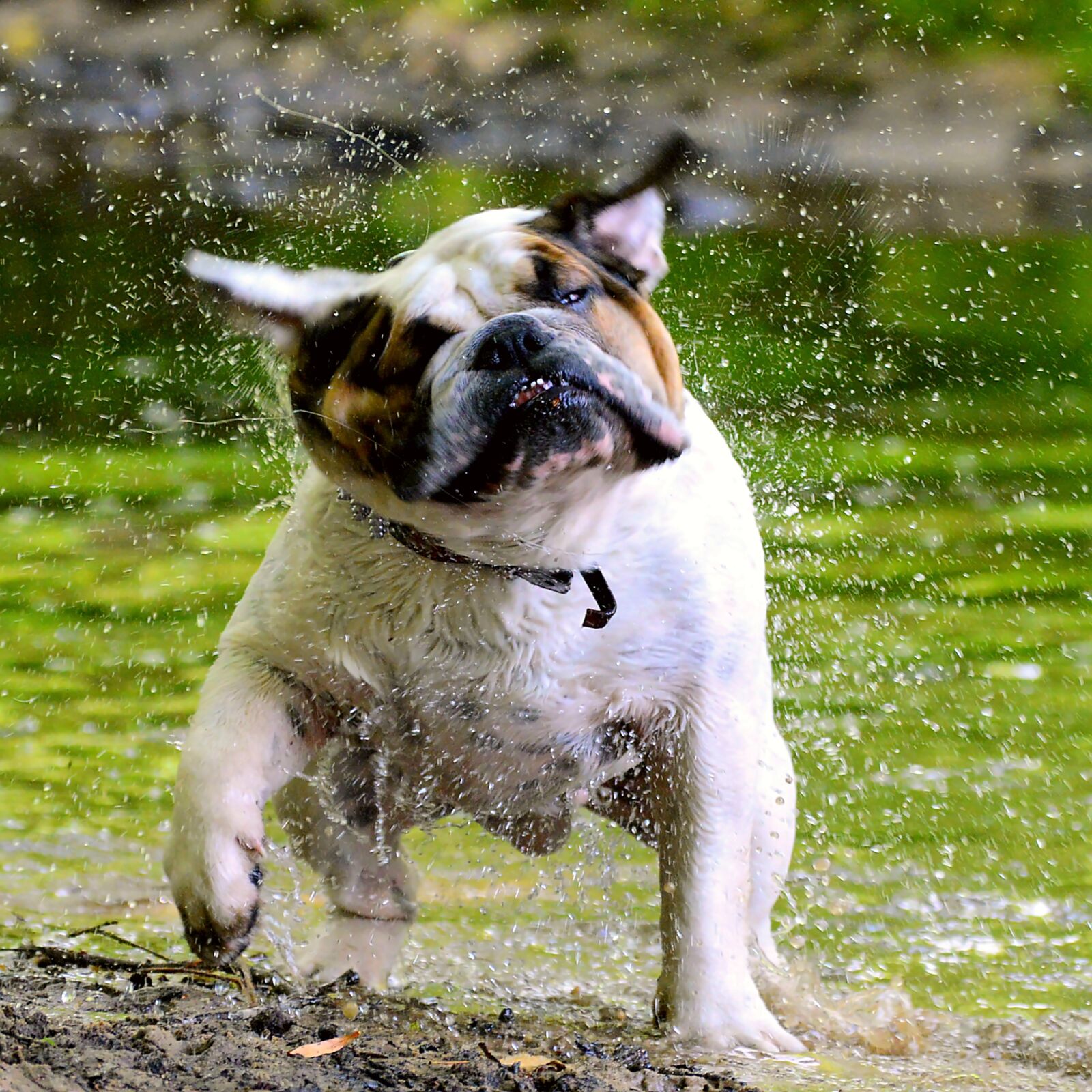 Nikon D3200 sample photo. Bulldog, english people, water photography
