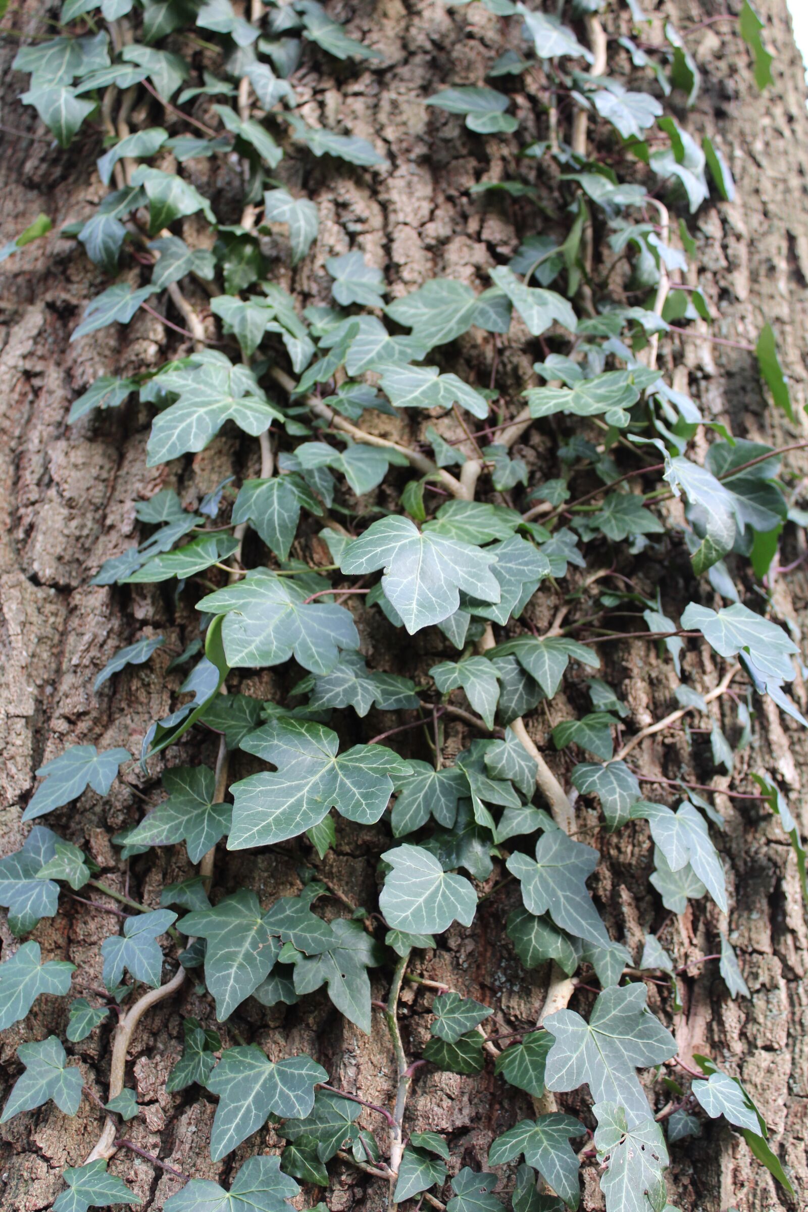 Canon EOS 1200D (EOS Rebel T5 / EOS Kiss X70 / EOS Hi) sample photo. Ivy, log, bark photography